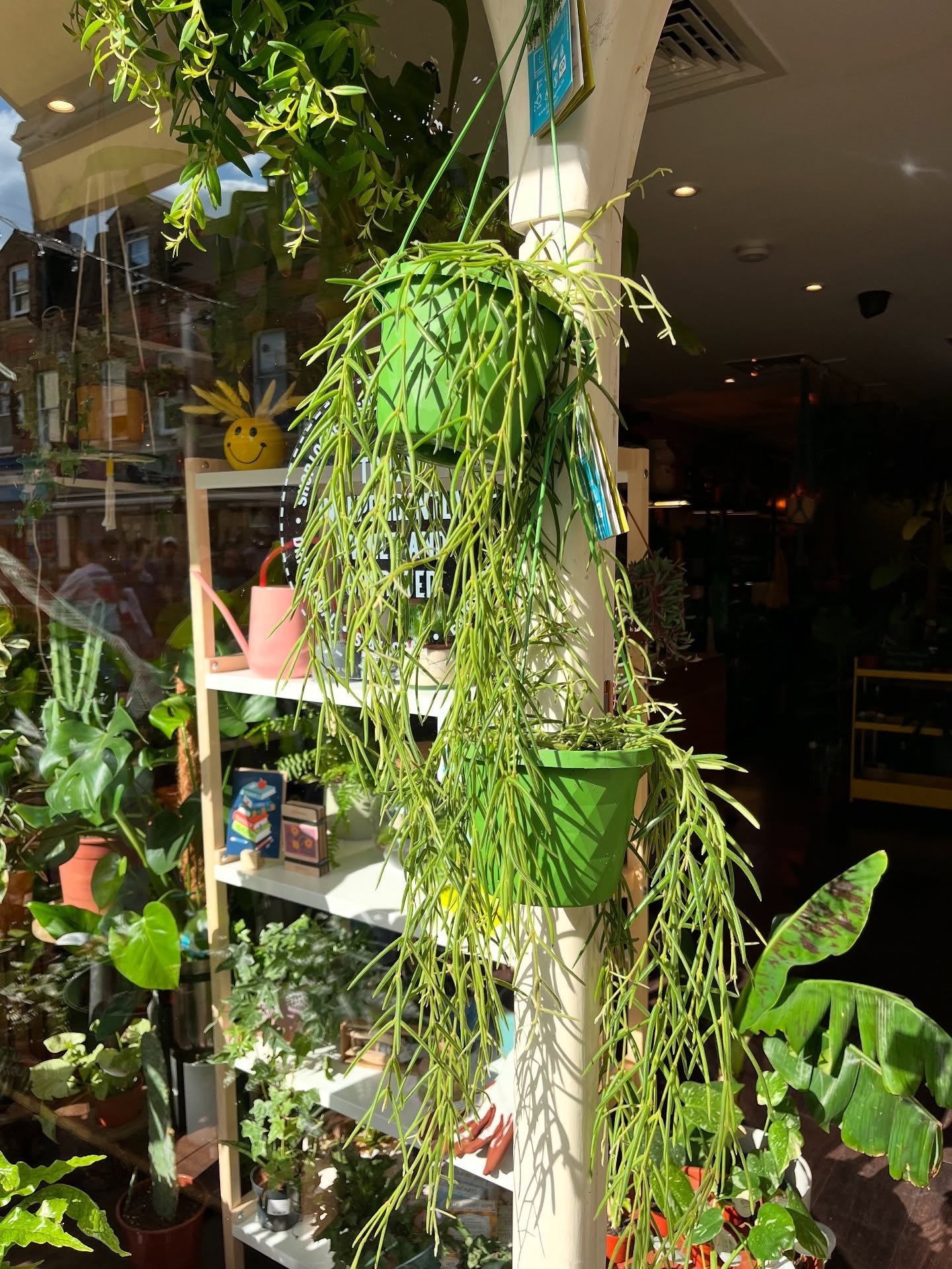 It&rsquo;s been a while since we last saw her! We&rsquo;re so thrilled that she's back &mdash; Hoya Linearis is looking incredible basking in the sunshine ✨

Thinking about bringing your Hoyas outside this summer? Go for it! Just be sure to keep them