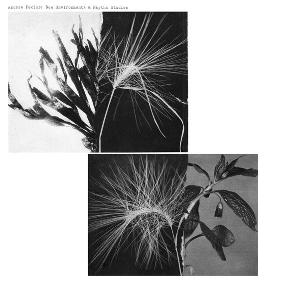 FAITICHE038LP_CU.jpg