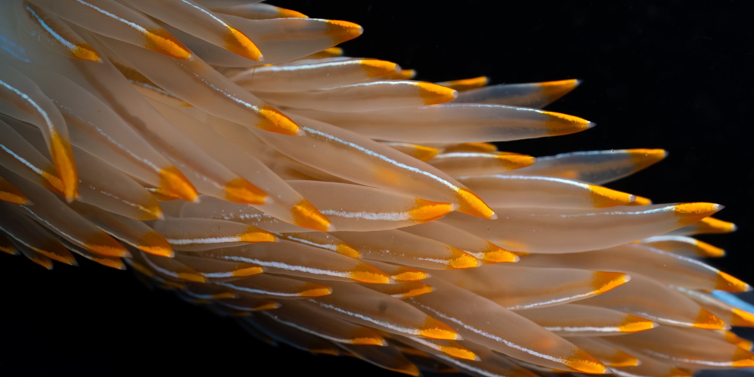 Cerata of a Horned Nudibranch (Hermissenda crassicornis) in Newport, OR. Photo by Clara Oliverson.