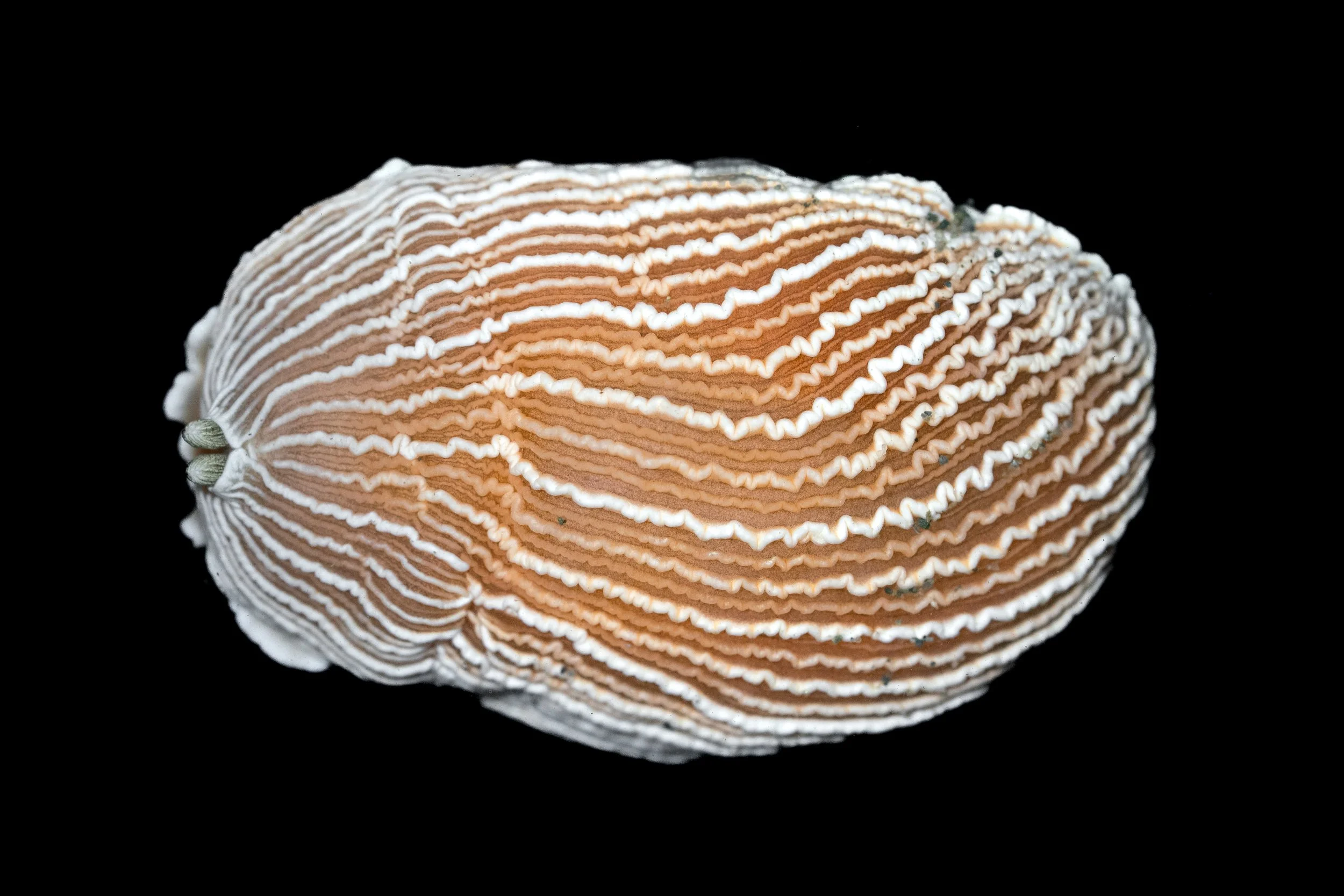 Striped Nudibranch (Armina californica) in the Puget Sound, WA. Photo by Clara Oliverson.
