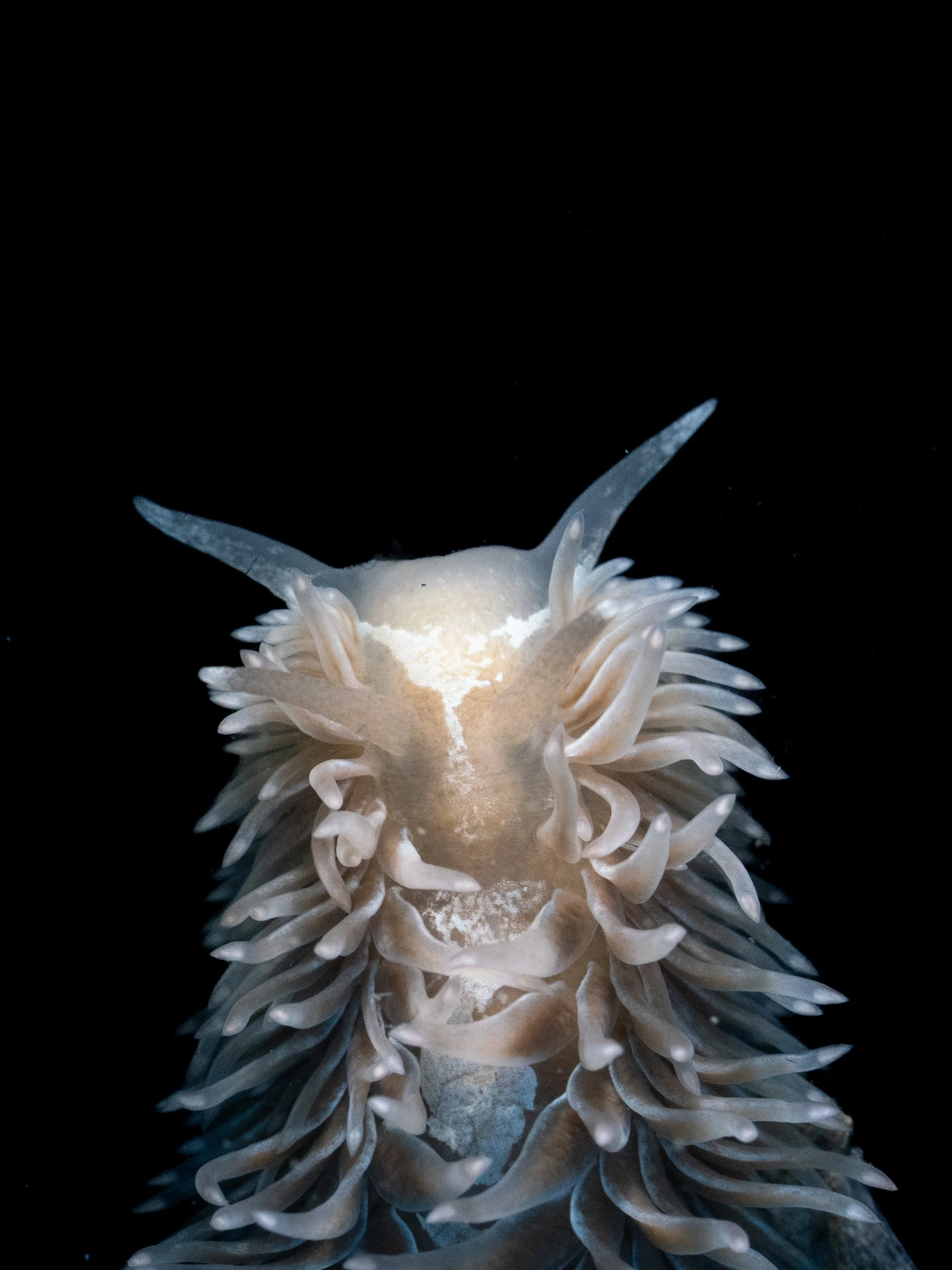 Shag-rug Nudibranch (Aeolidia sp.) in Lincoln County, OR. Photo by Clara Oliverson.