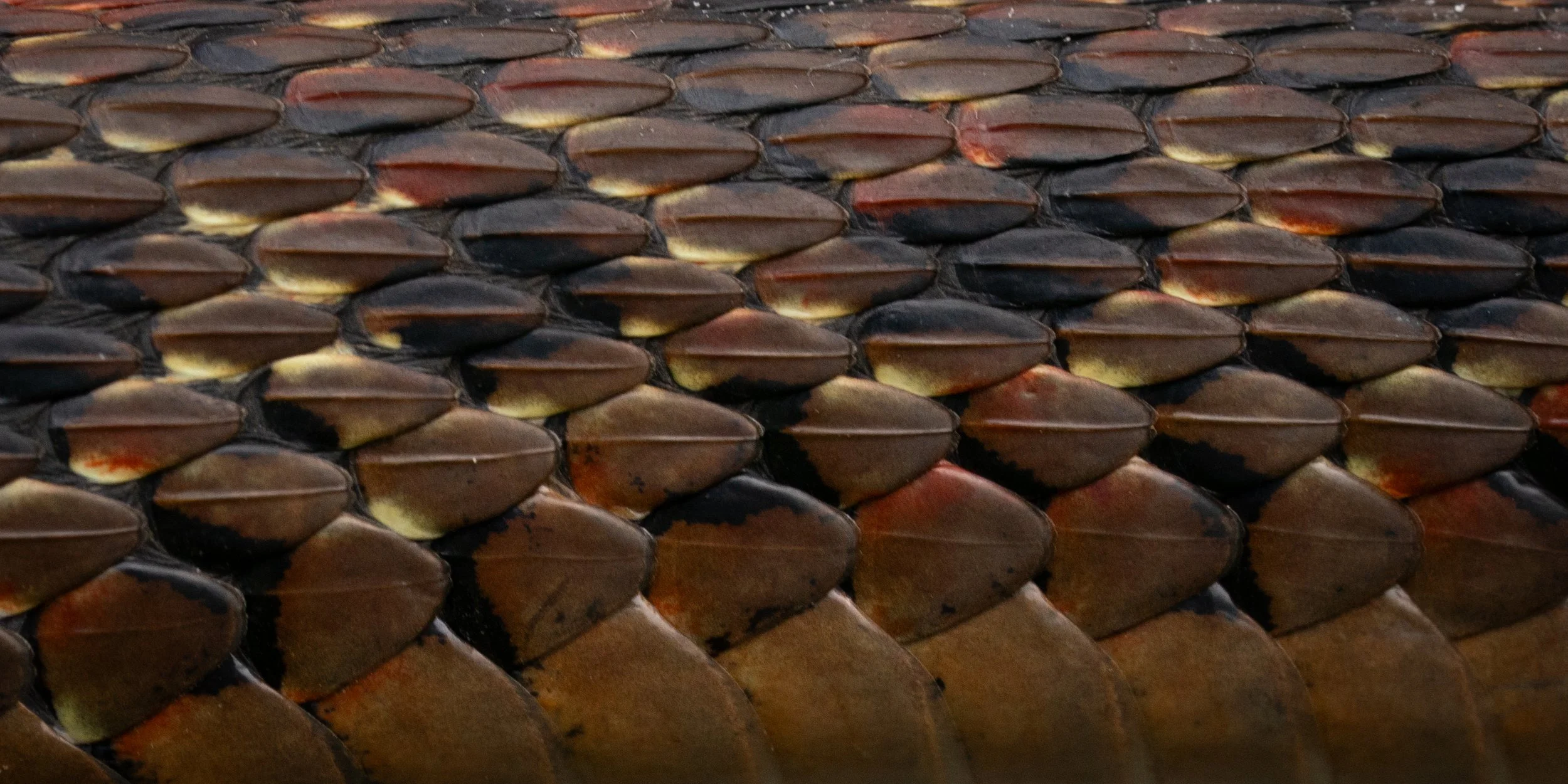 Lateral scales of a Northwestern Garter Snake (Thamnophis ordinoides) from Benton County, OR. Photo by Clara Oliverson.