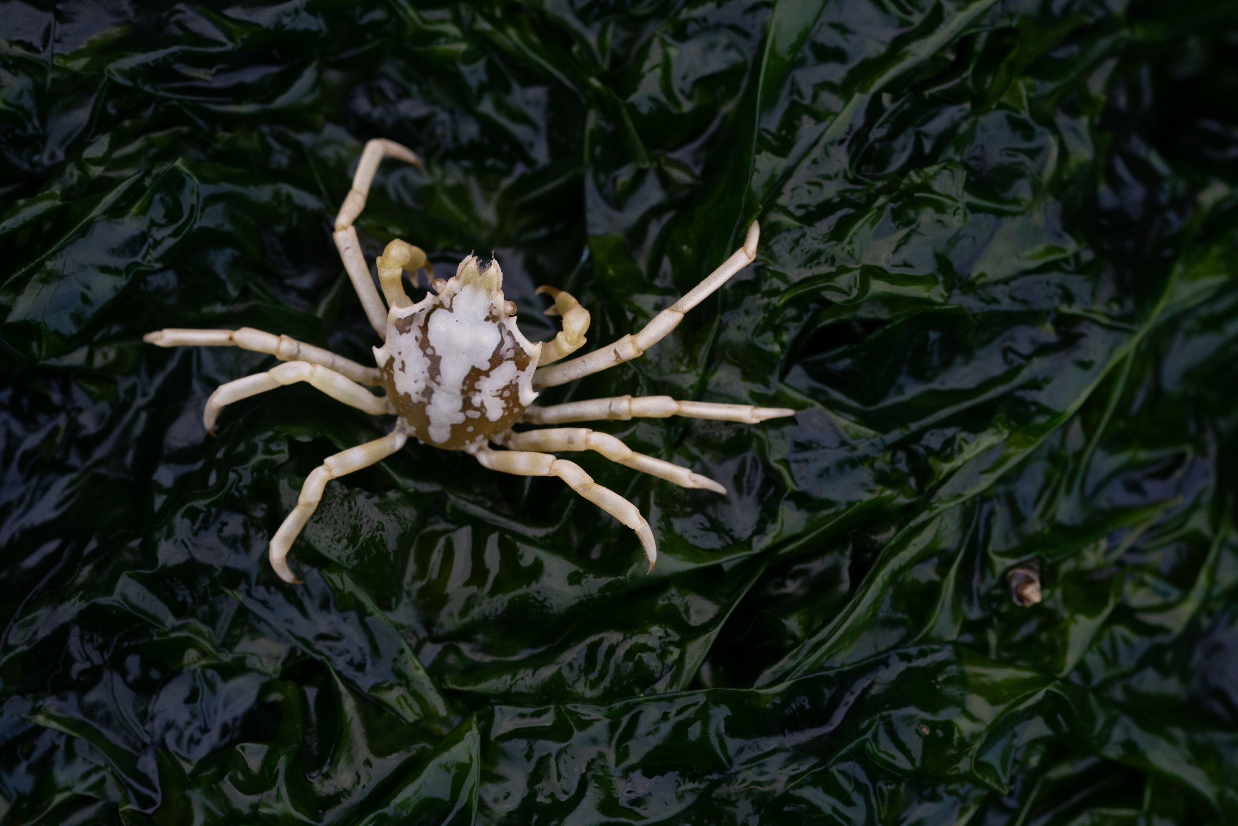 Northern Kelp Crab (Pugettia producta) in the Puget Sound, WA. Photo by Clara Oliverson.