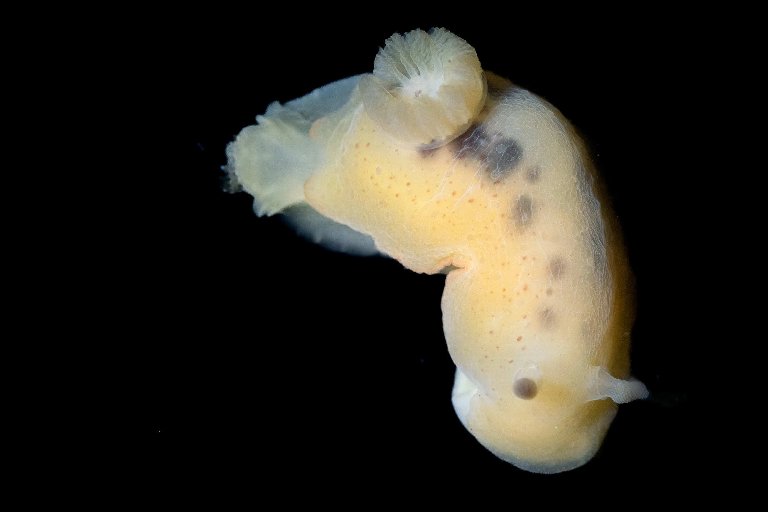 Chan's Dorid (Hallaxa chani) in Lincoln County, OR. Photo by Clara Oliverson.