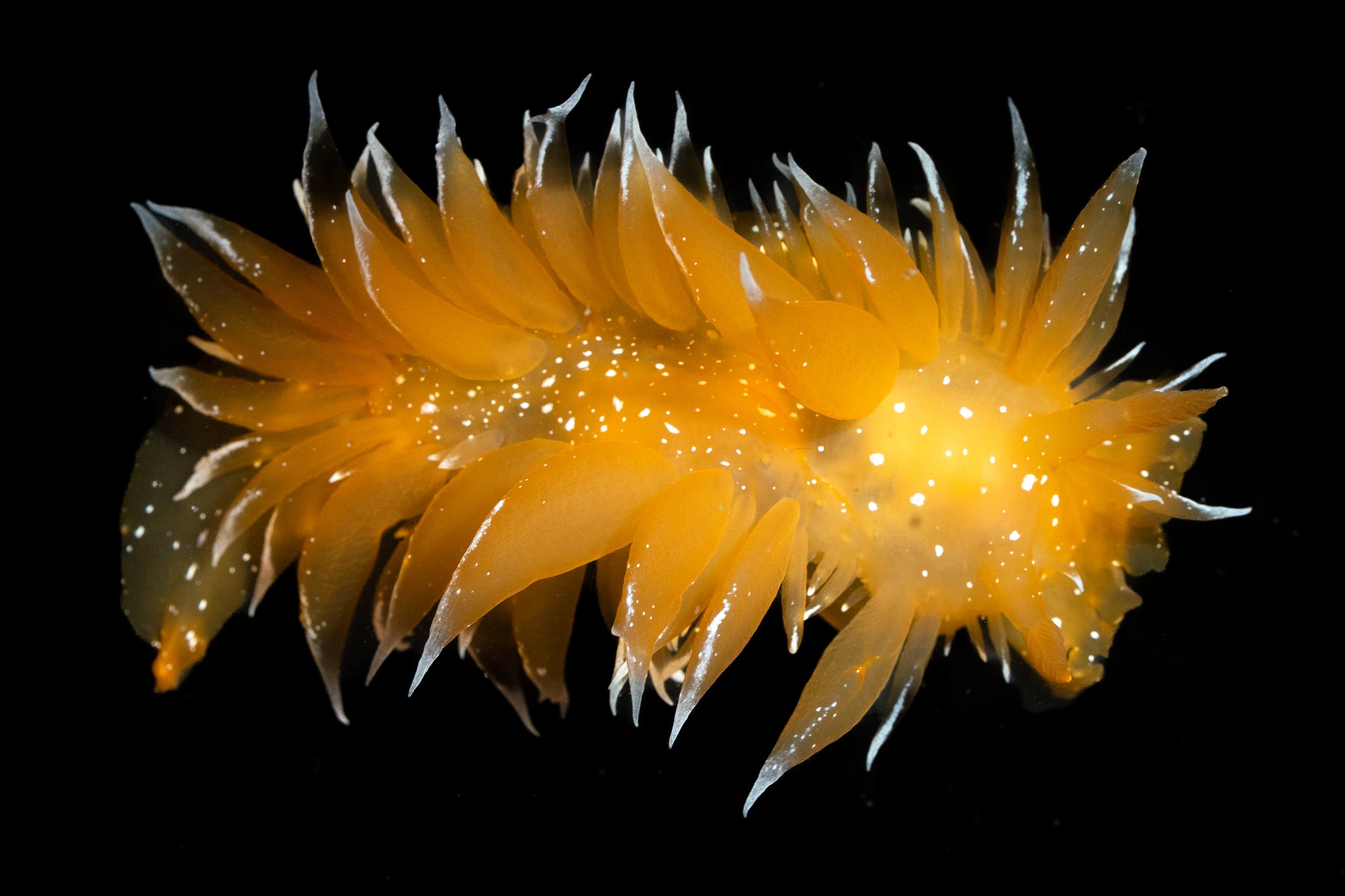 Golden Dirona (Dirona pellucida) in Newport, OR. Photo by Clara Oliverson.