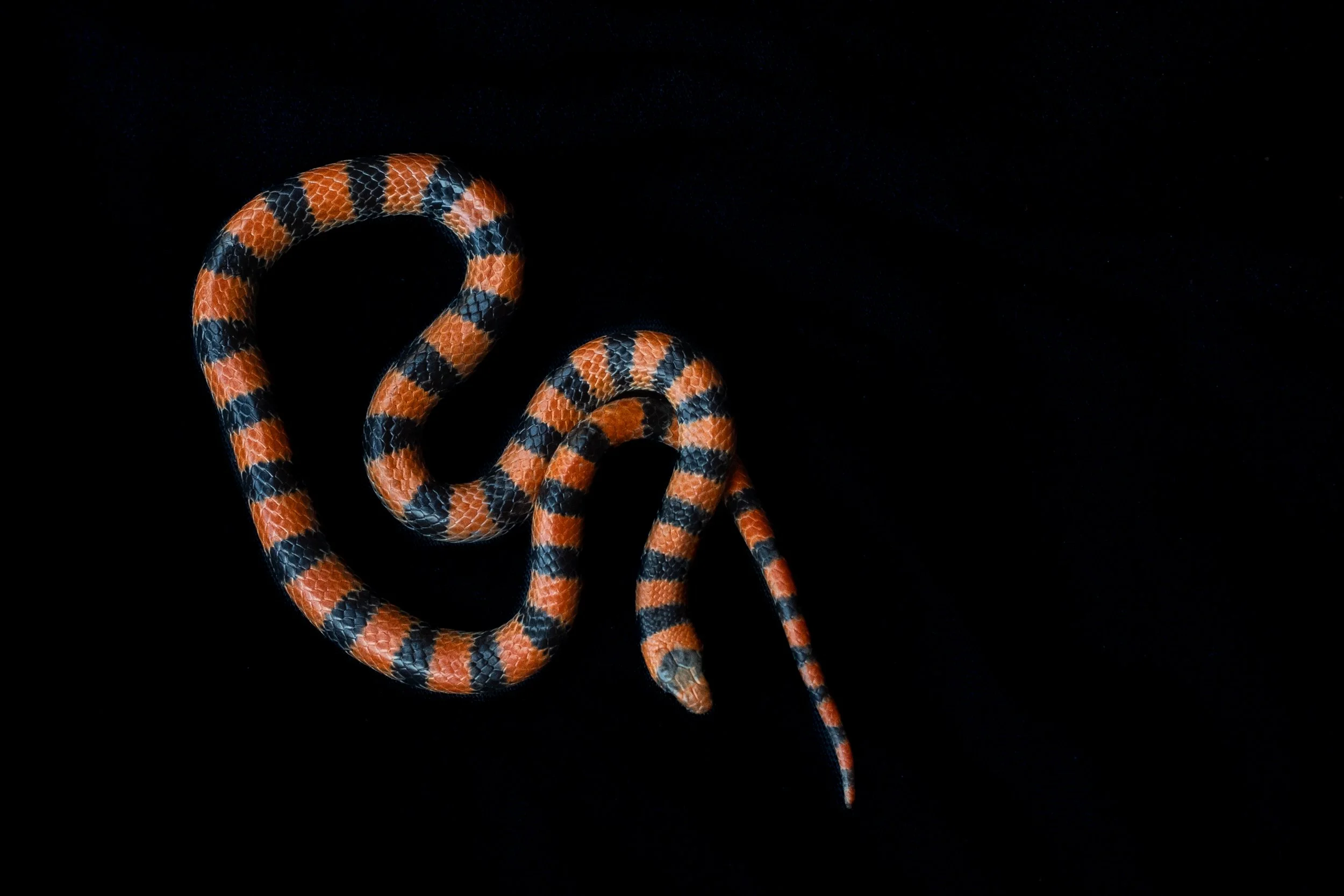 Variable Groundsnake (Sonora semiannulata) in Malheur County, OR. Photo by Clara Oliverson.