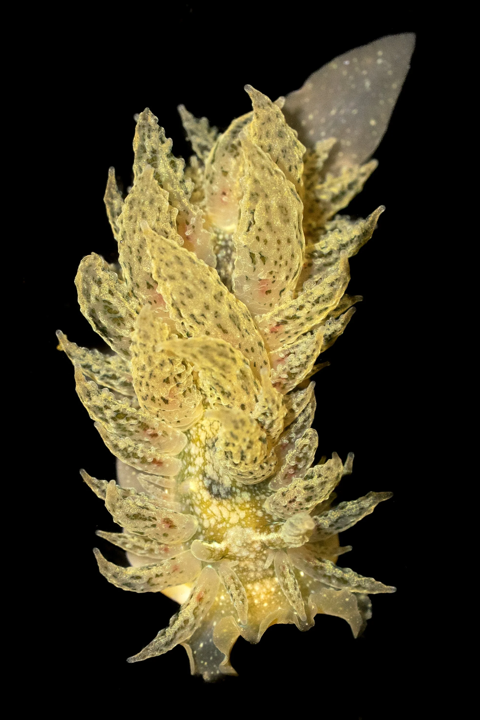 Colorful Dirona (Dirona picta) in Lincoln County, OR. Photo by Clara Oliverson.