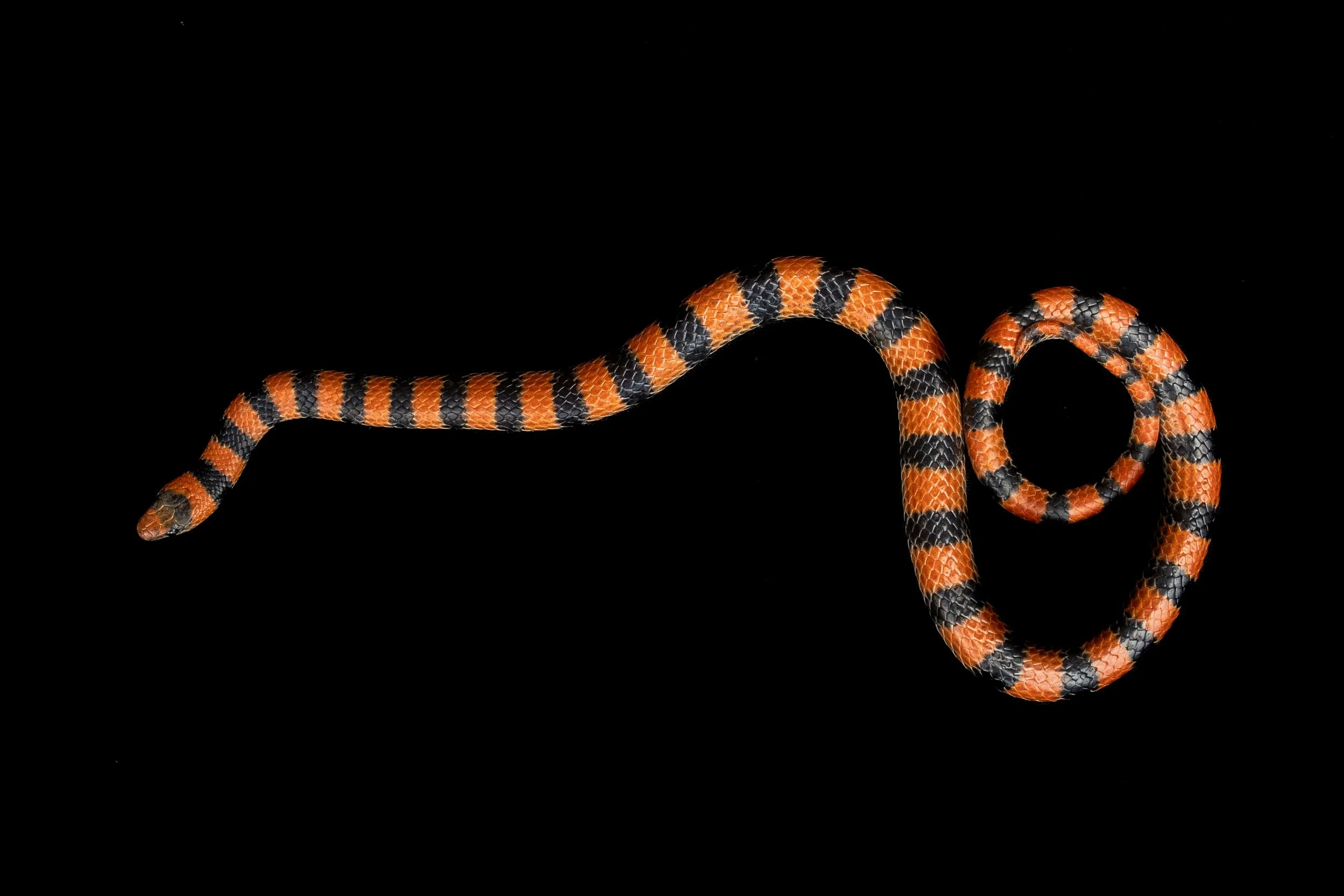 Variable Groundsnake (Sonora semiannulata) in Malheur County, OR. Photo by Clara Oliverson.