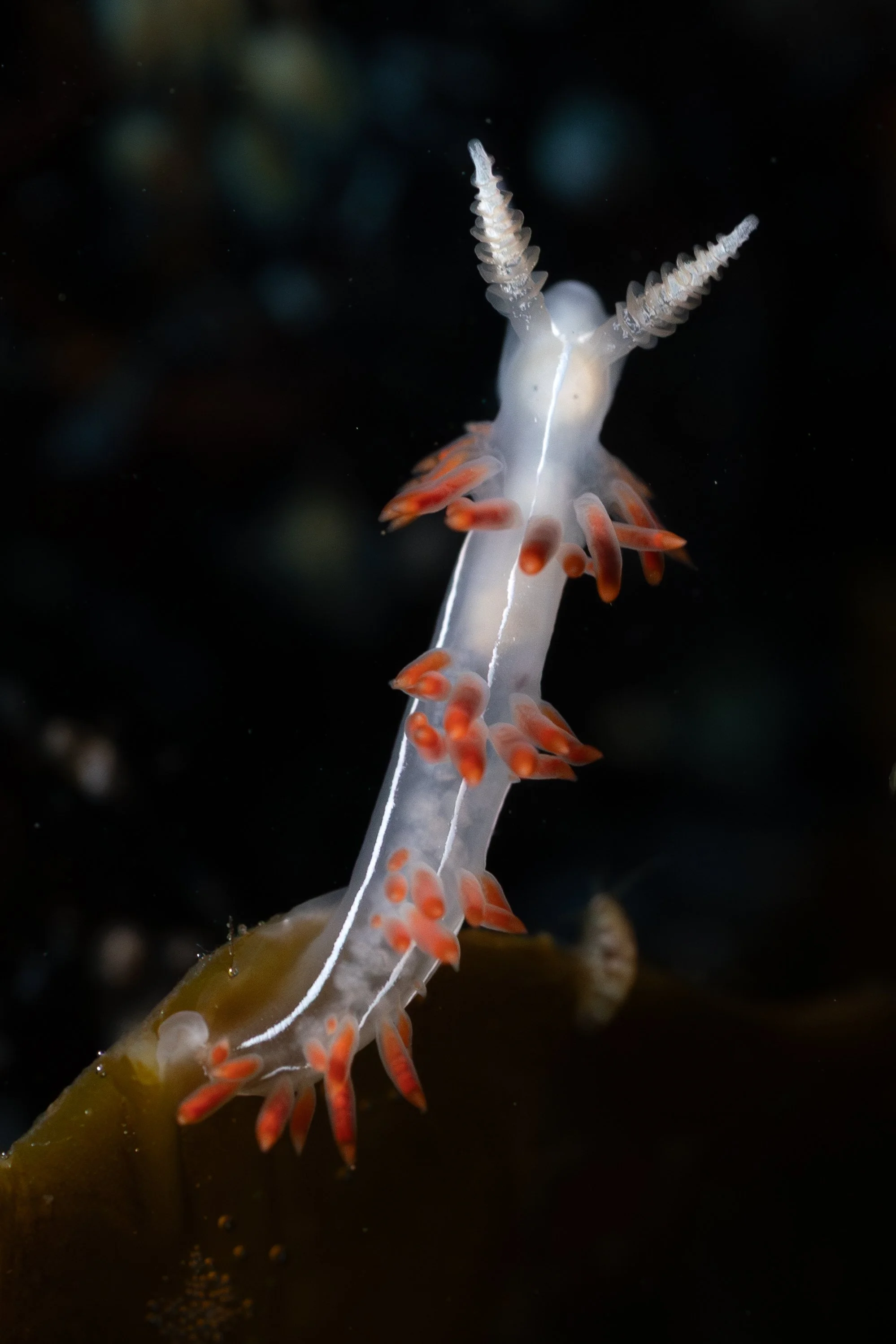 Three-lined Aeolid (Orienthella trilineata) in Lincoln County, OR. Photo by Clara Oliverson.
