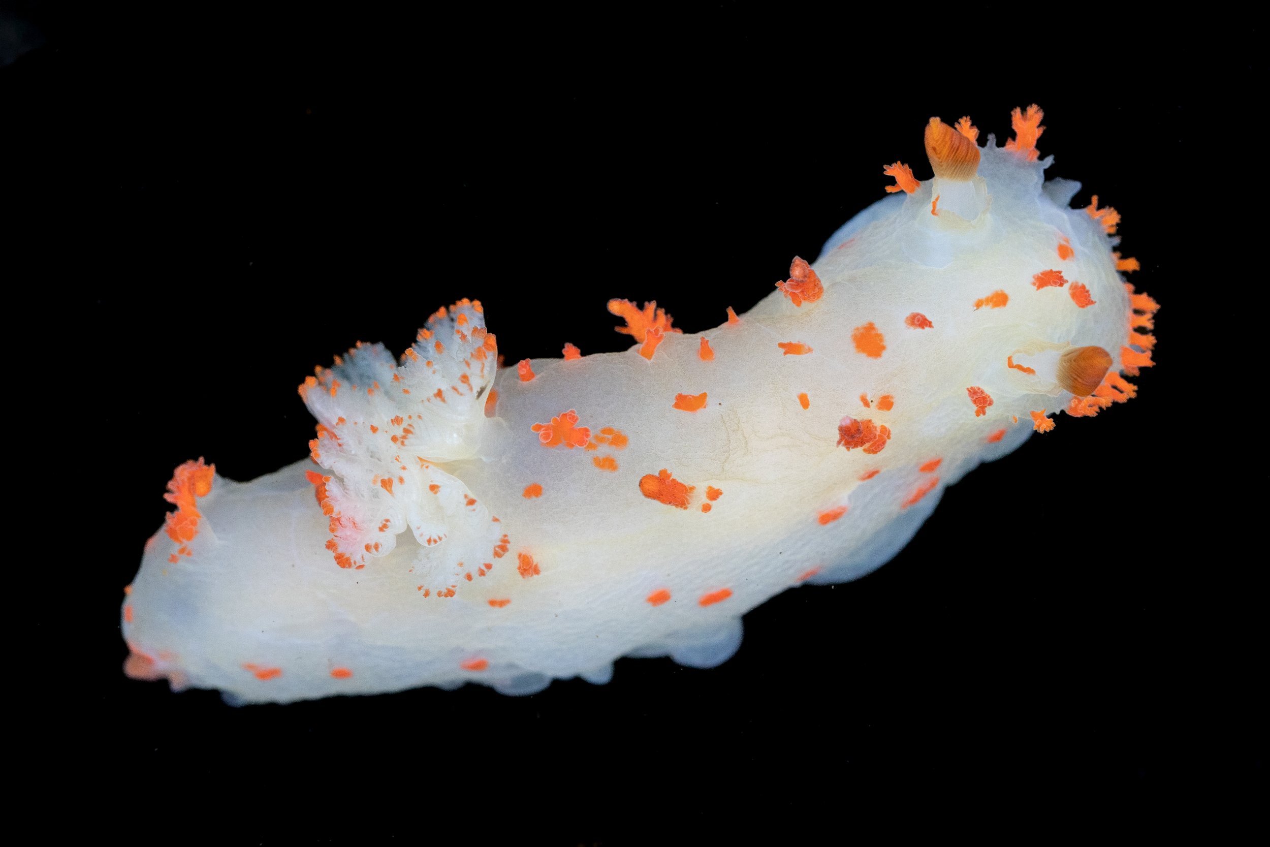 Modest Clown Dorid (Triopha modesta) in Lincoln County, OR. Photo by Clara Oliverson.