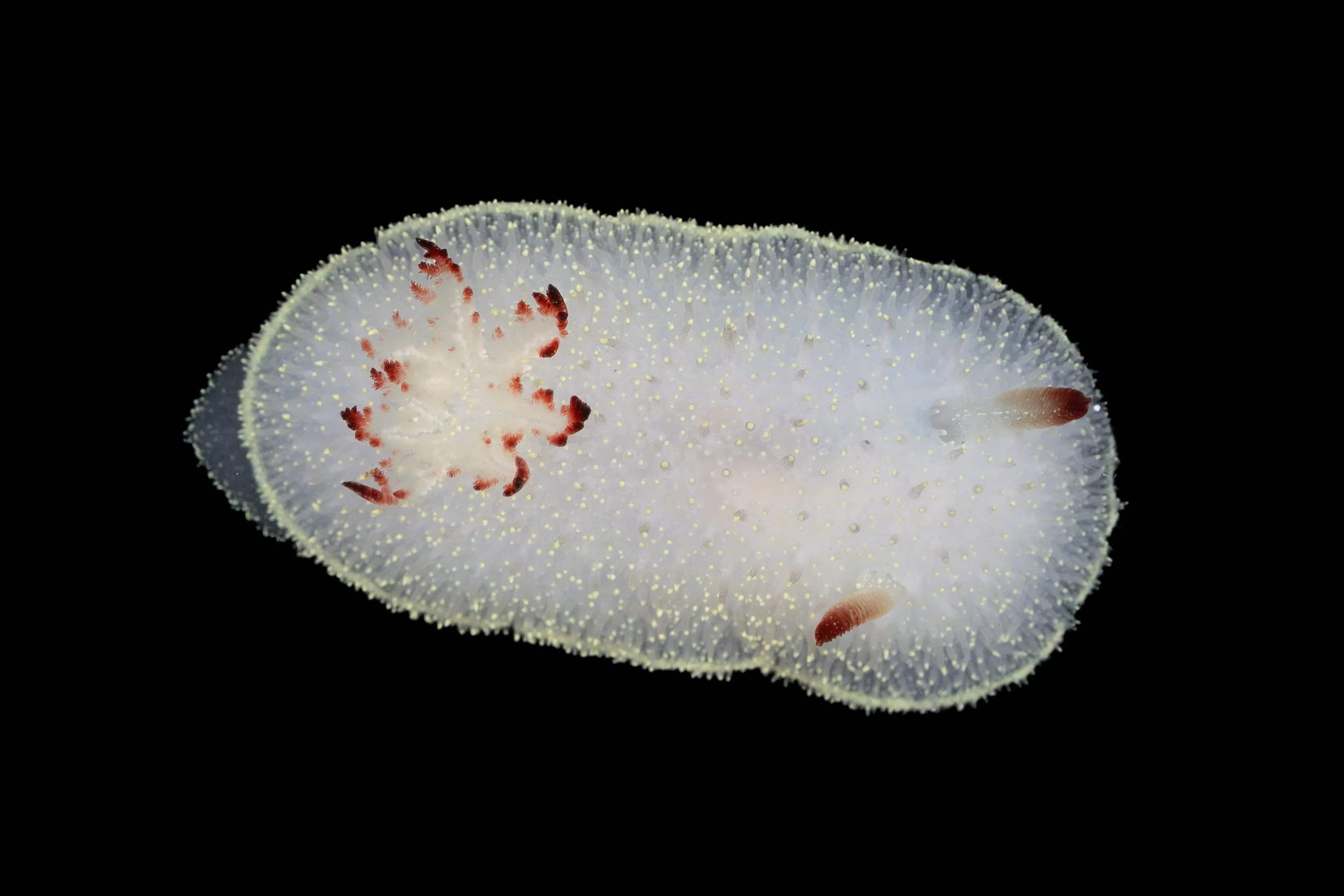 Nanaimo Dorid (Acanthodoris nanaimoensis) in Lincoln County, OR. Photo by Clara Oliverson.
