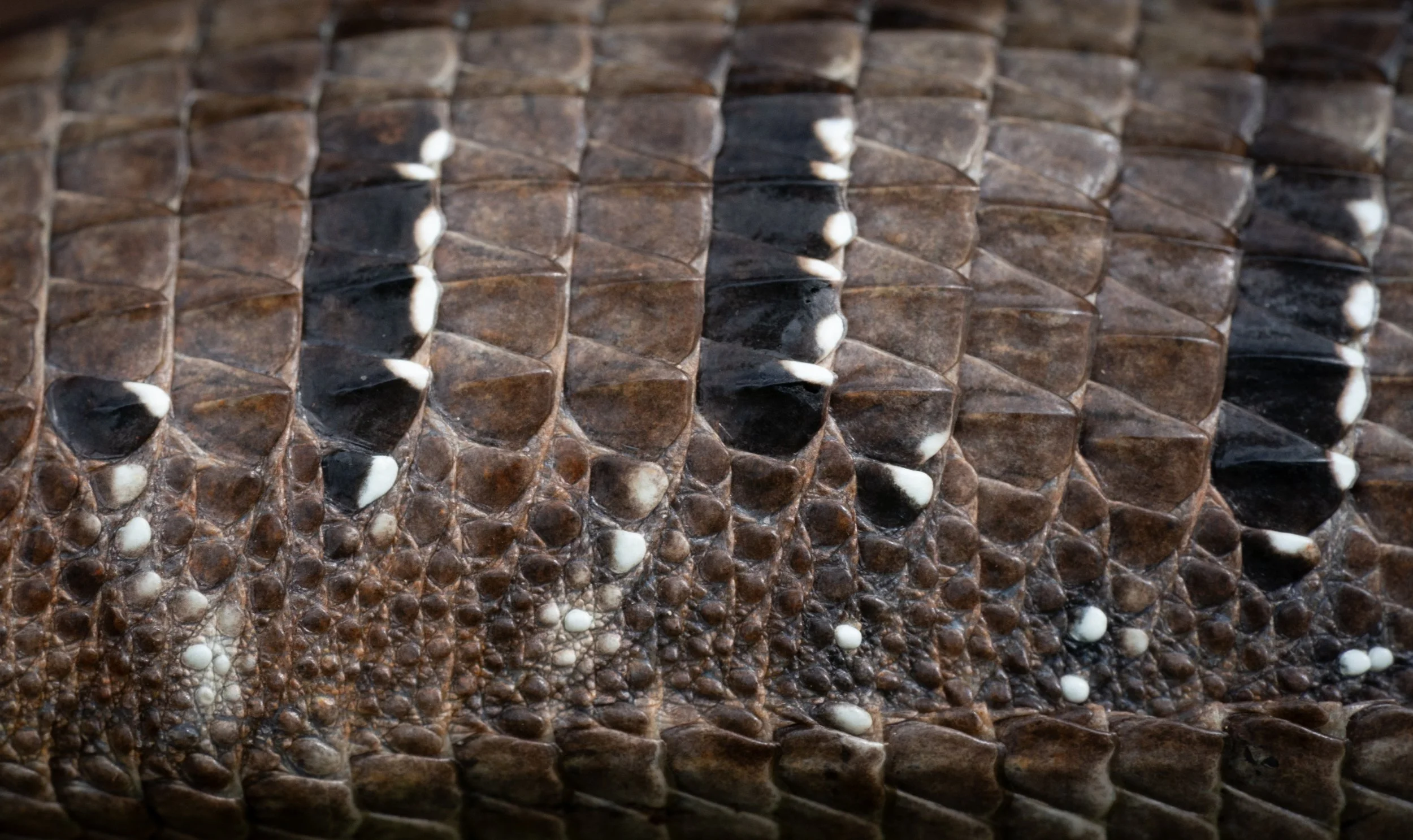 Lateral scales of a Southern Alligator Lizard (Elgaria multicarinata) from Benton County, OR. Photo by Clara Oliverson.