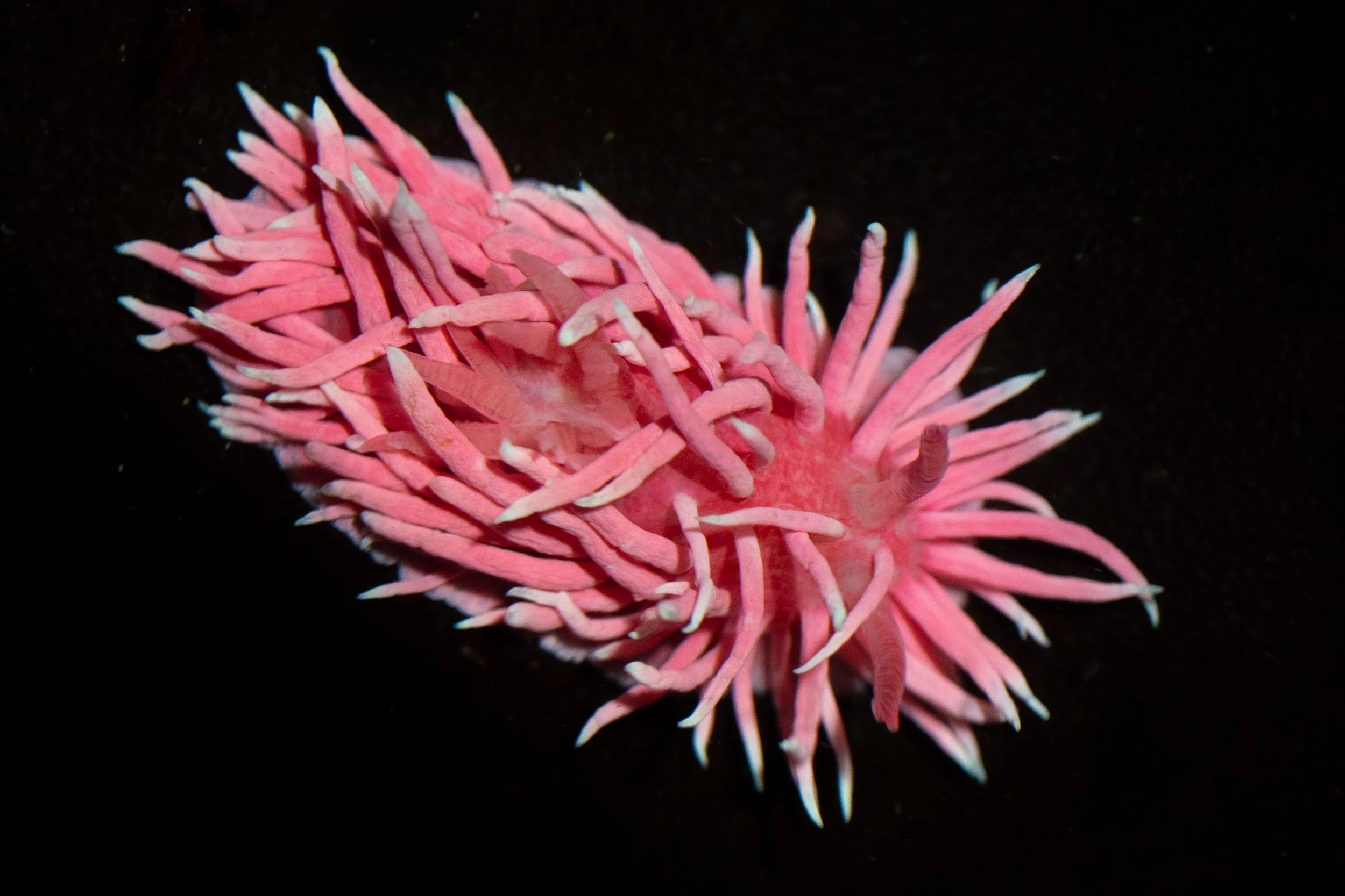 Hopkin's Rose Nudibranch (Ceratodoris rosacea) in Monterey County, CA. Photo by Clara Oliverson.