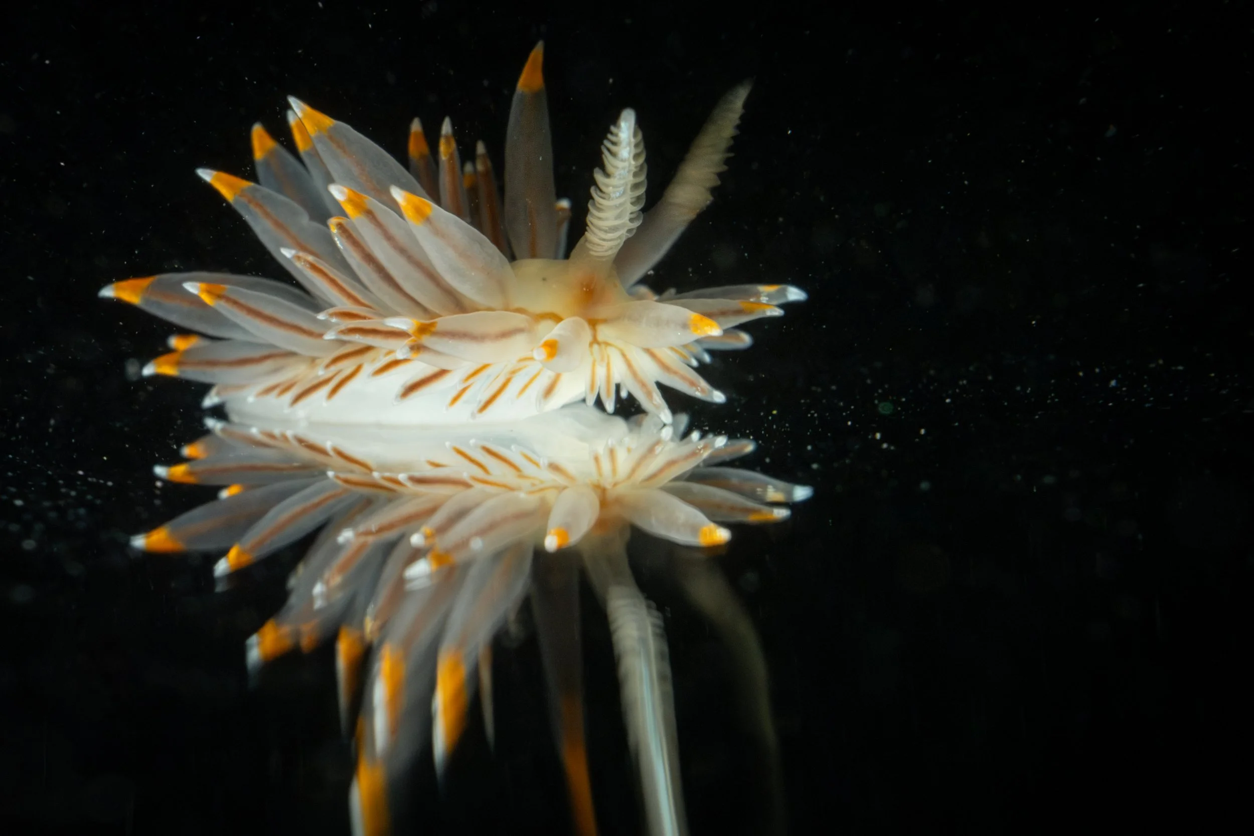 White-and-orange-tipped Nudibranch (Antiopella fusca) using surface tension to move in Lincoln County, OR. Photo by Clara Oliverson.