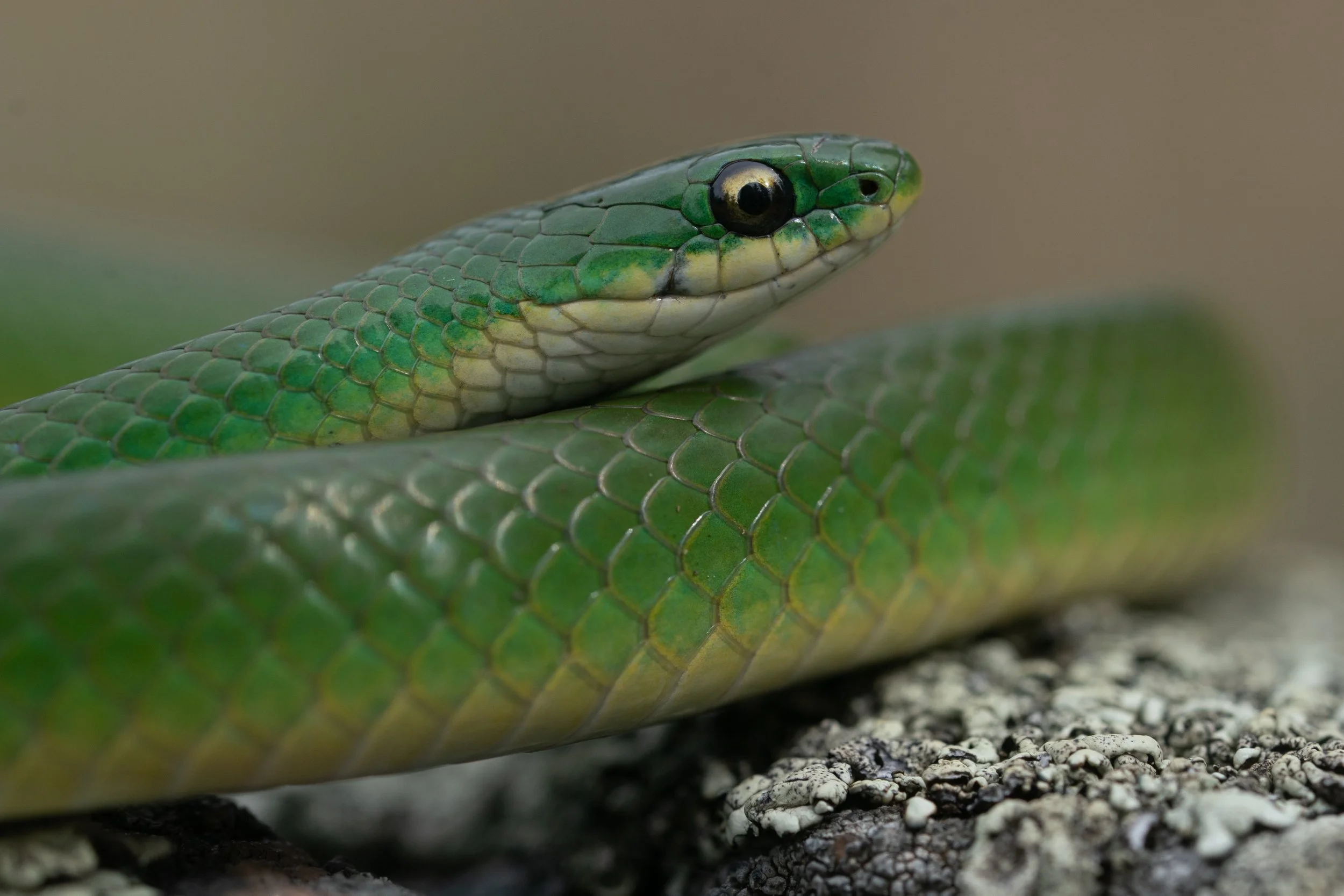 Smooth Greensnake (Opheodrys vernalis) in Denver County, CO. Photo by Clara Oliverson.
