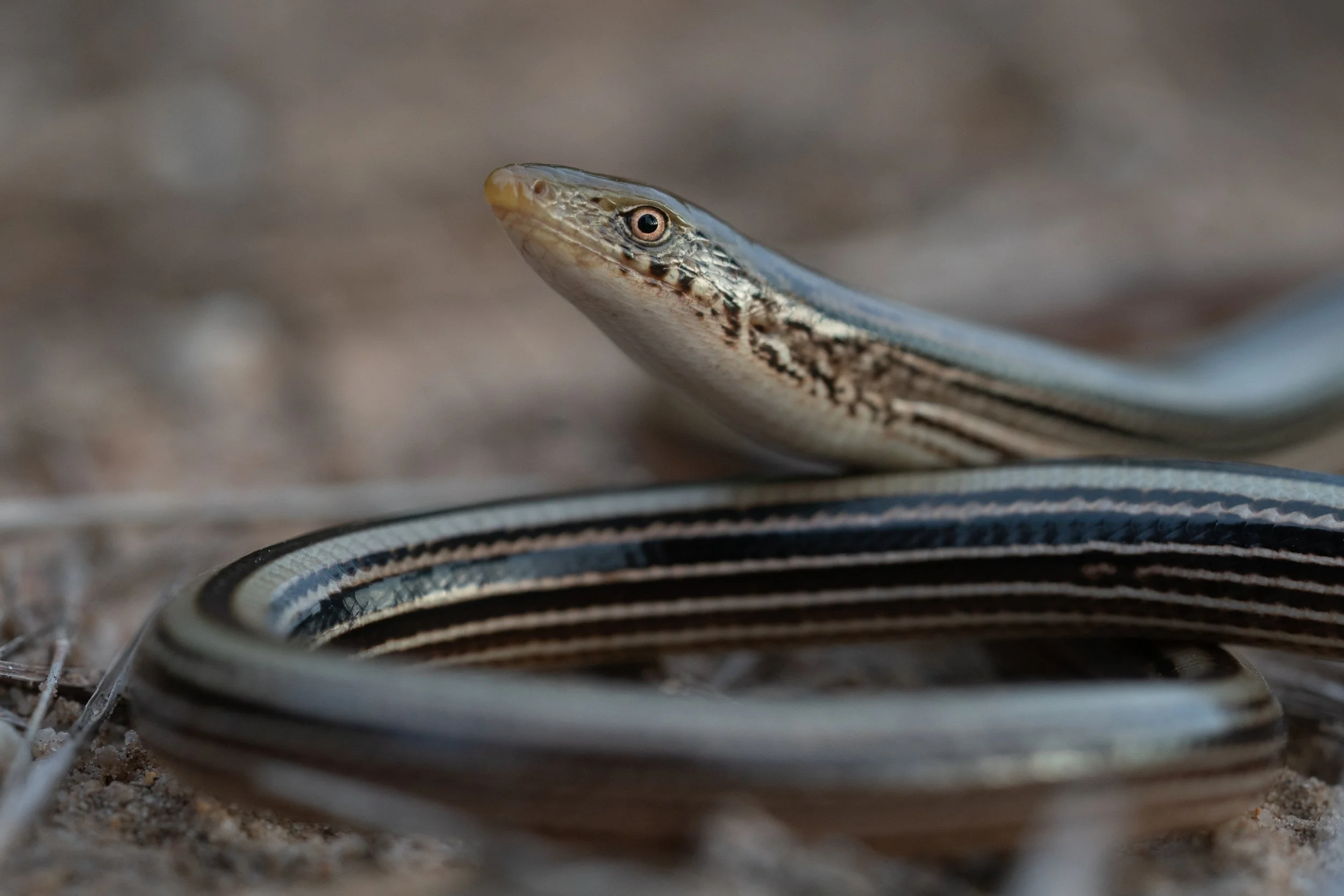 Slender Glass Lizard (Ophisaurus attenuatus) from Barber County, Kansas. Photo by Clara Oliverson.