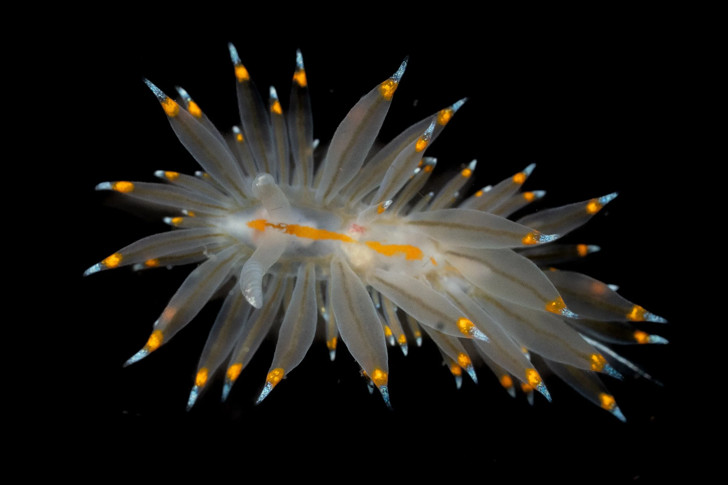 White-and-orange-tipped Nudibranch (Antiopella fusca) in Lincoln County, OR. Photo by Clara Oliverson.