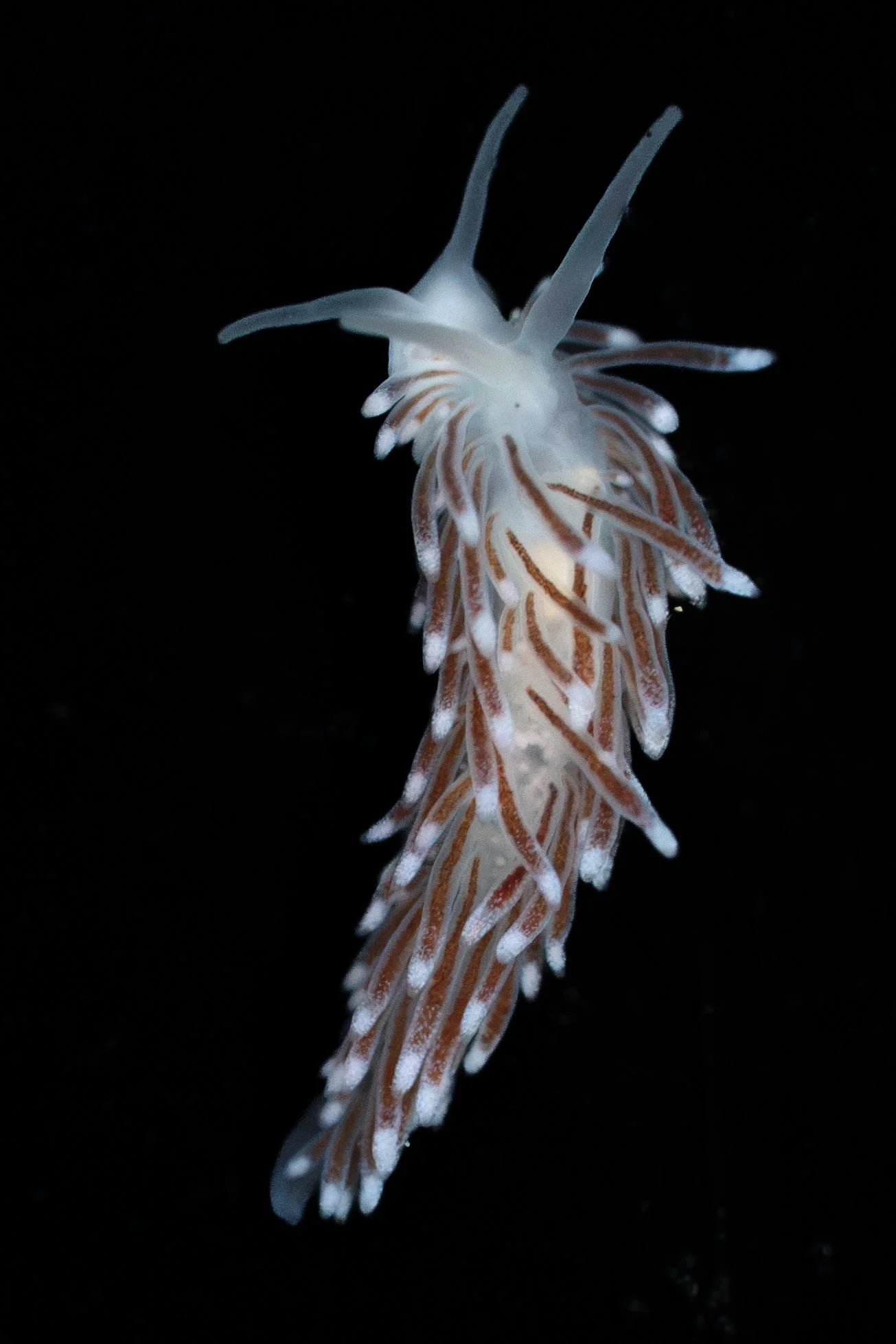 Rose-pink Cuthona (Cuthona divae) in Newport, OR. Photo by Clara Oliverson.