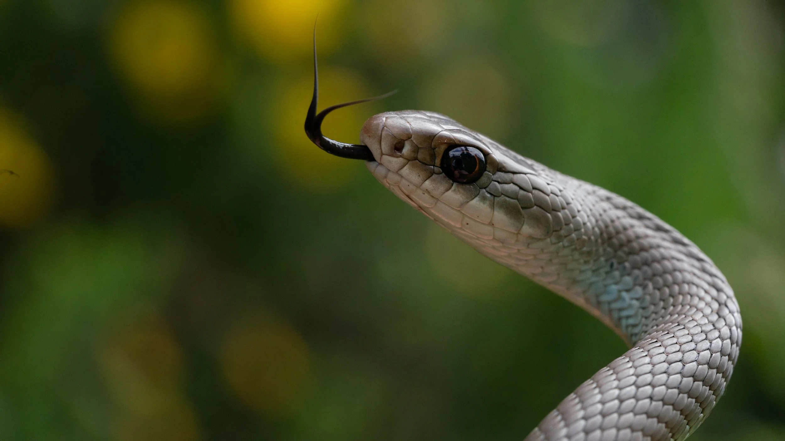 Western Yellow-bellied Racer (Coluber constrictor mormon) from Benton County, OR. Photo by Clara Oliverson.