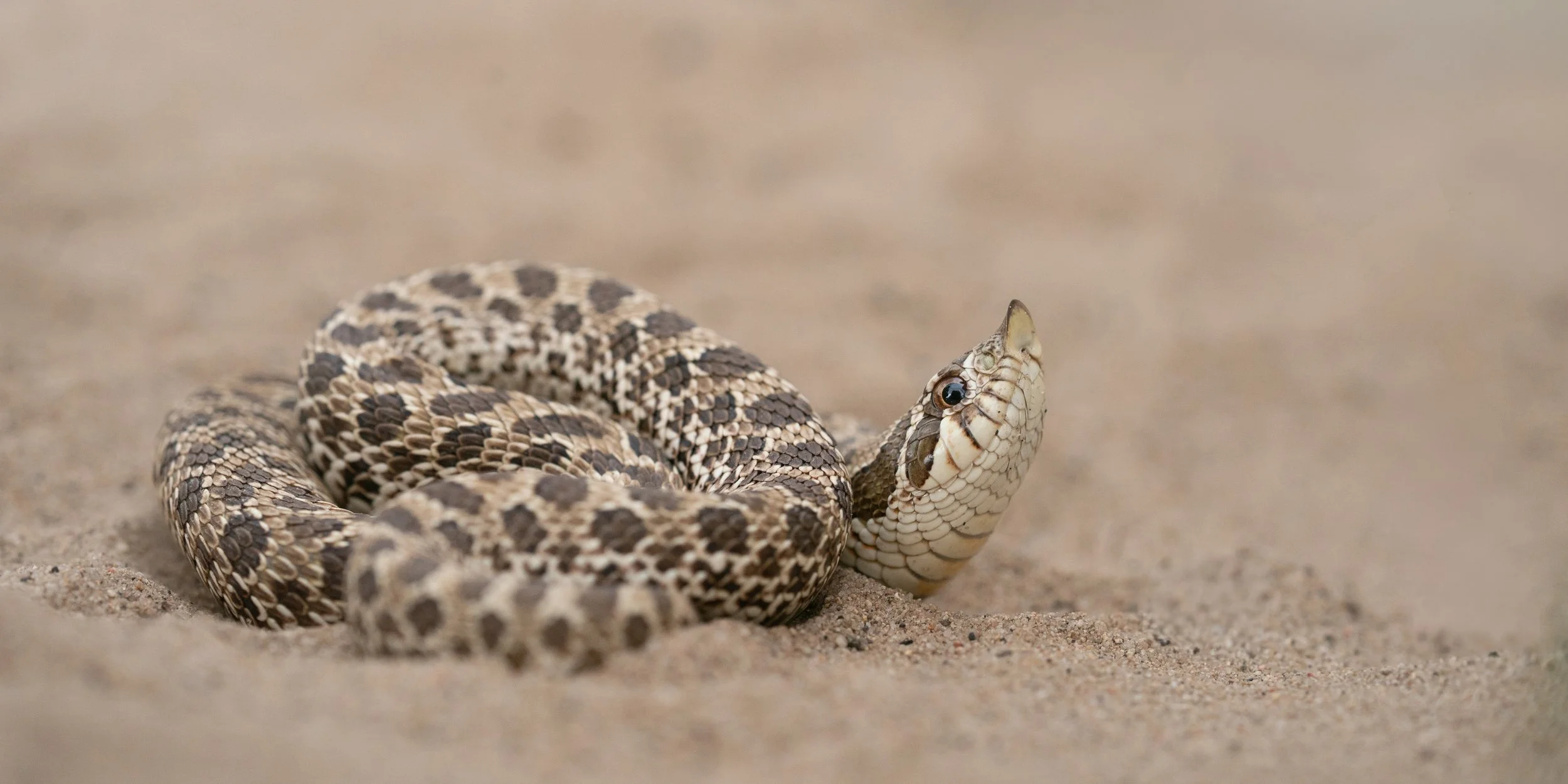 Plains Hognose Snake (Heterodon nasicus) from Denver County, CO. Photo by Clara Oliverson.