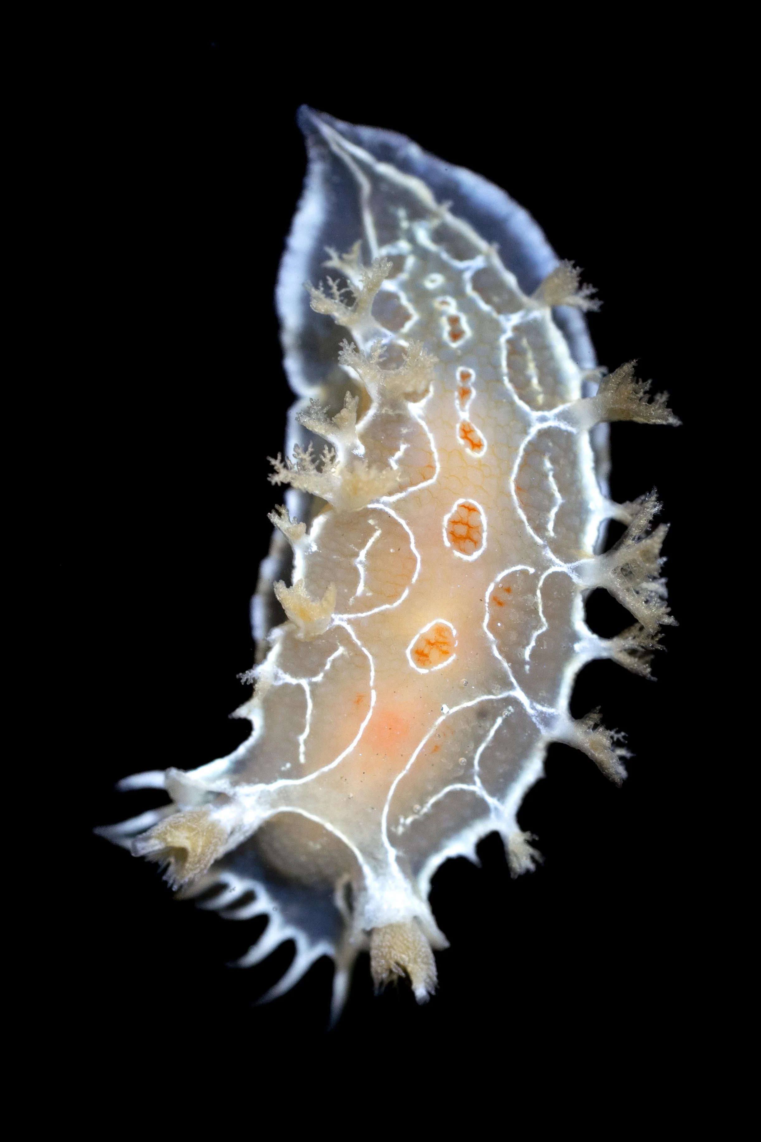 Festiva Tritonid (Tritonia festiva) in Lincoln County, OR. Photo by Clara Oliverson.