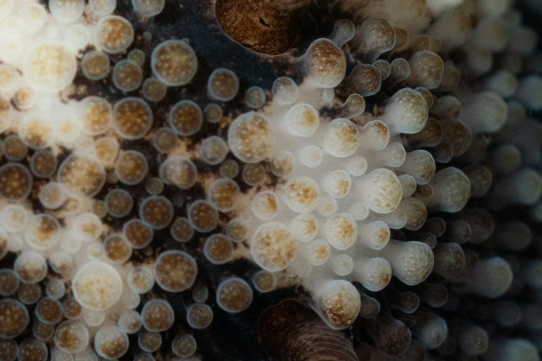 Dorsal tubercules of a Barnacle-eating Dorid (Onchidoris bilamellata) in Newport, OR. Photo by Clara Oliverson.