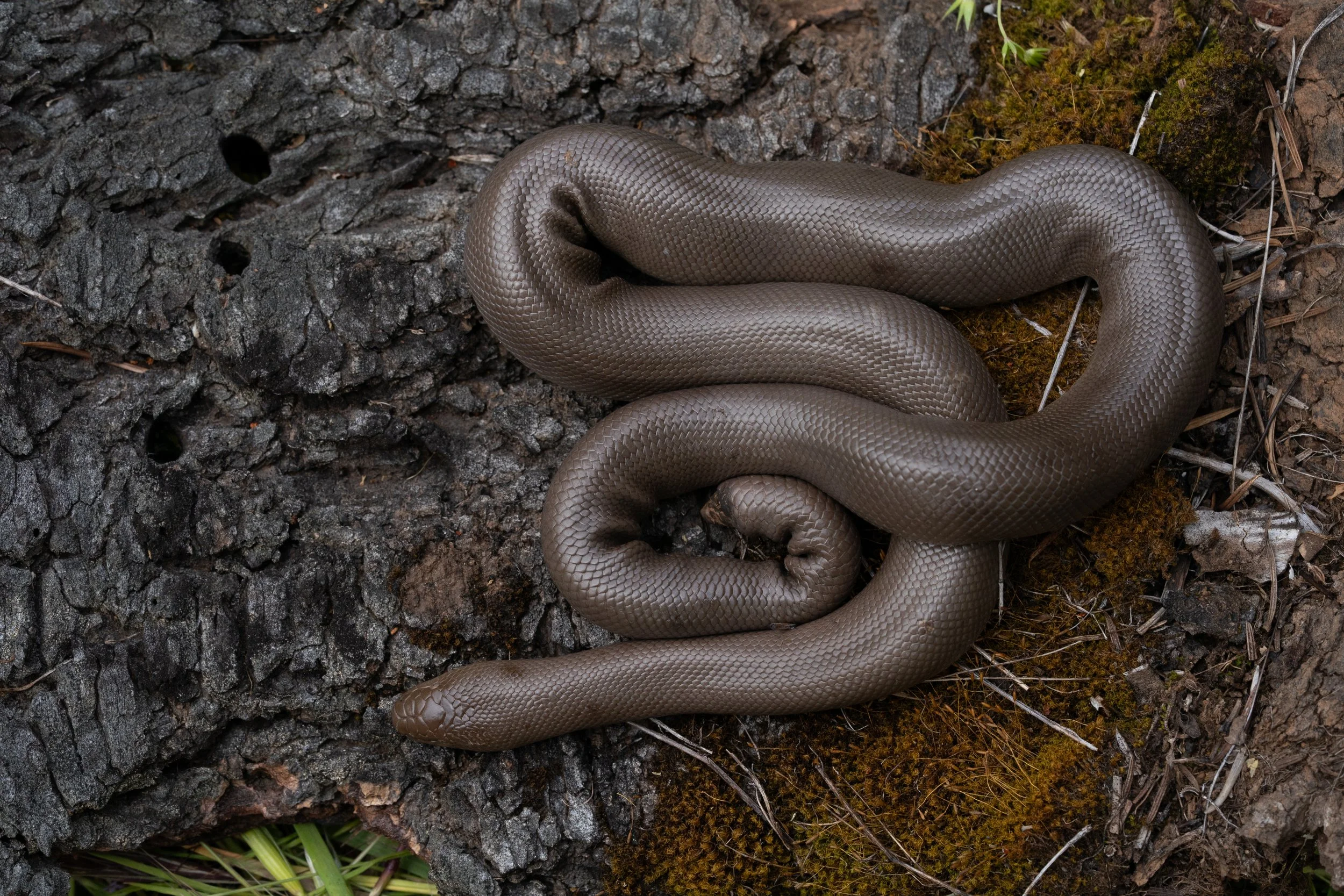 Northern Rubber Boa (Charina bottae) from Benton County, OR. Photo by Clara Oliverson.