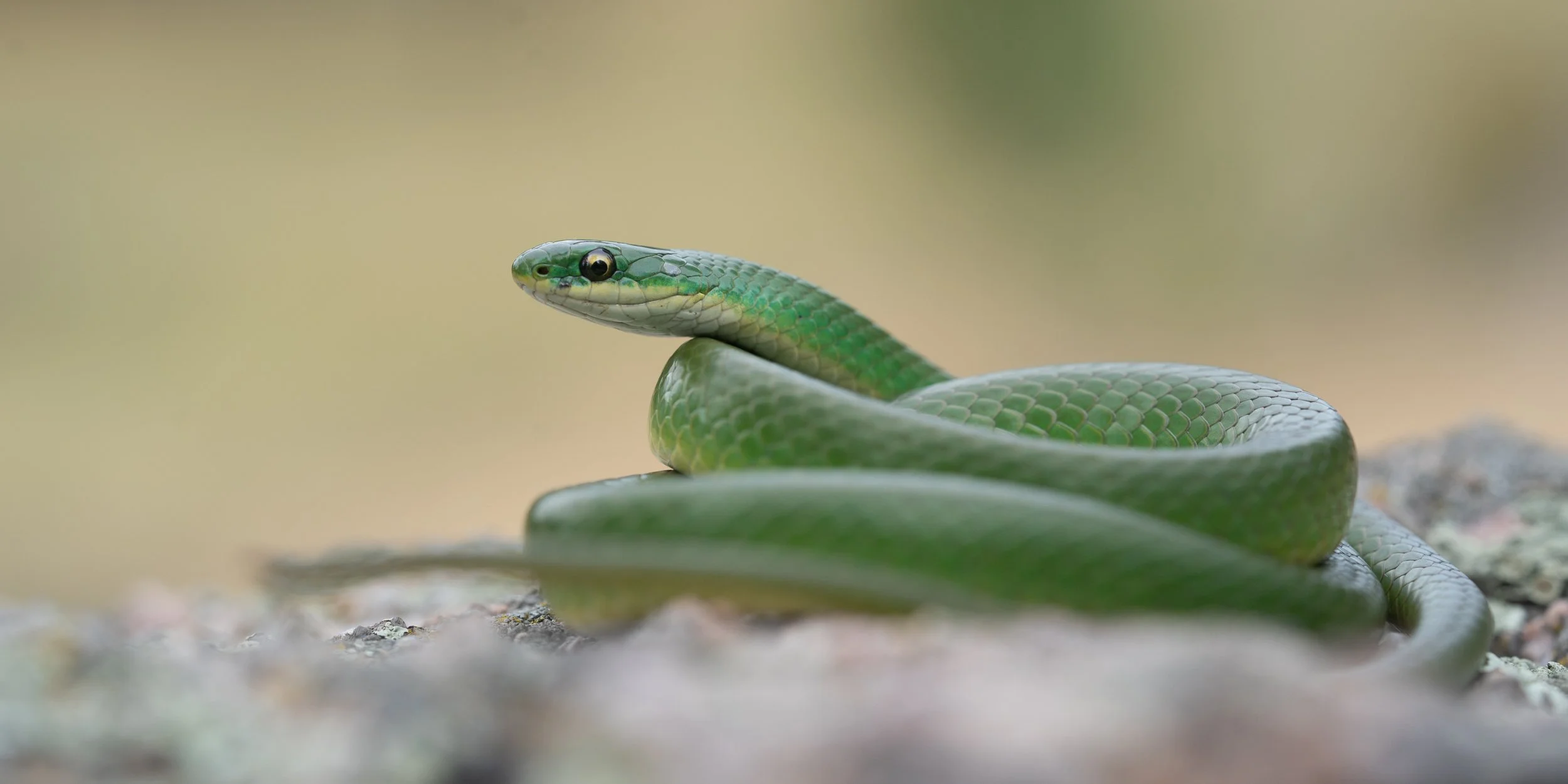 Smooth Greensnake (Opheodrys vernalis) in Denver County, CO. Photo by Clara Oliverson.