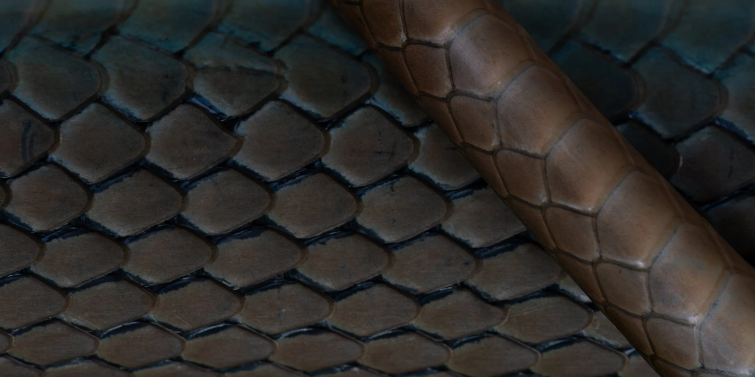 Lateral scales and tail of a Western Yellow-bellied Racer (Coluber constrictor mormon) from Benton County, OR. Photo by Clara Oliverson.