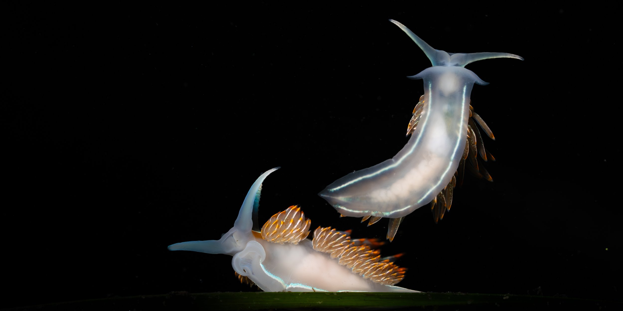 Horned Nudibranchs (Hermissenda crassicornis) in Newport, OR. Photo by Clara Oliverson.