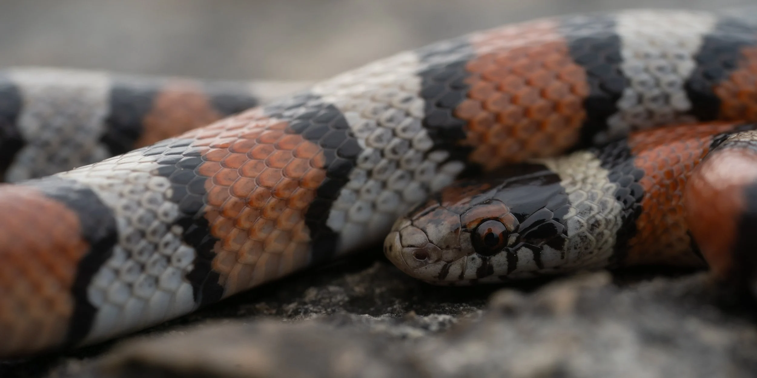 Western Milksnake (Lampropeltis gentilis) in Ellsworth County, Kansas. Photo by Clara Oliverson.