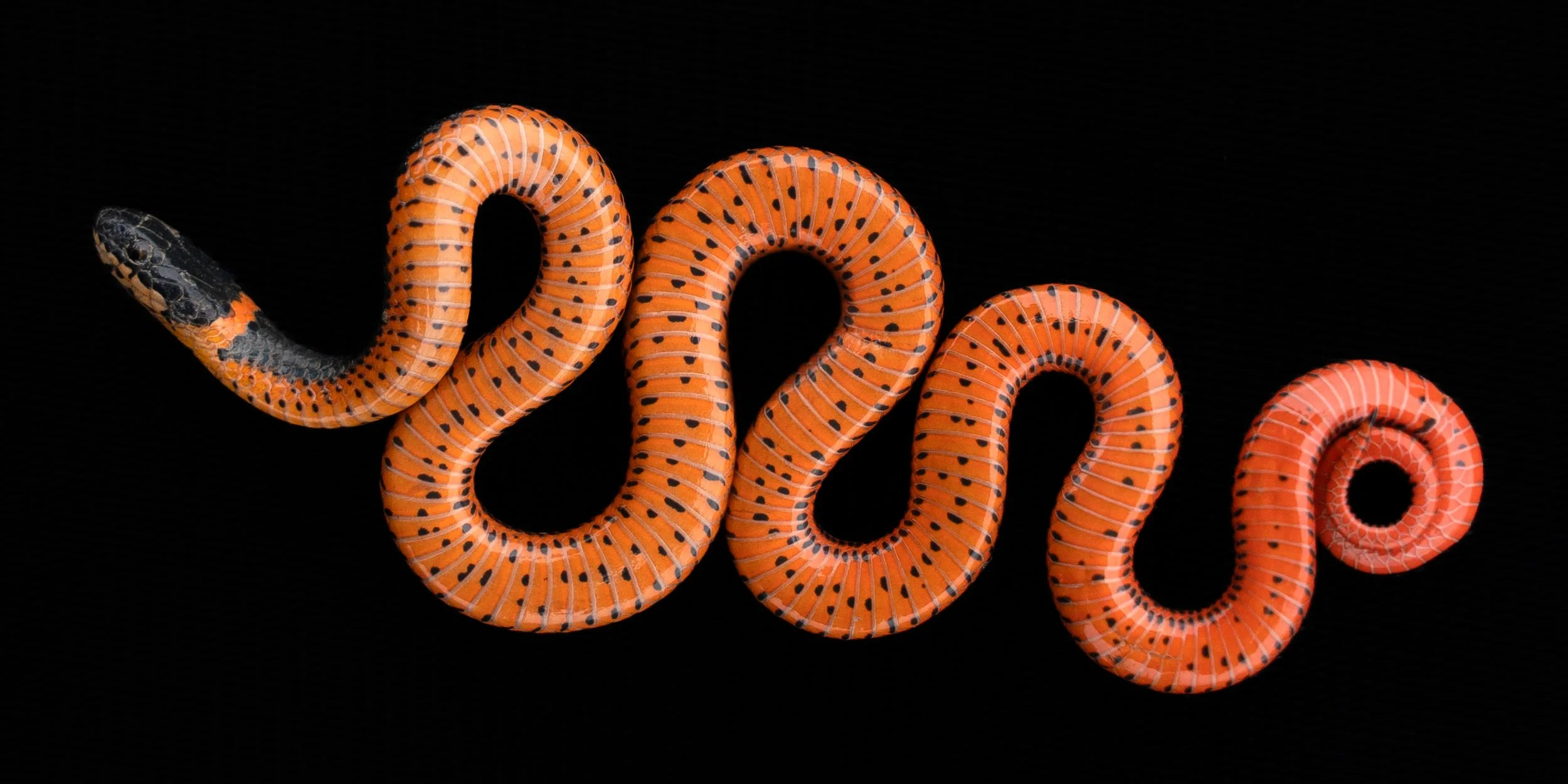 Northwestern Ringneck Snake (Diadophis punctatus ssp. occidentalis) from Polk County, OR. Photo by Clara Oliverson.