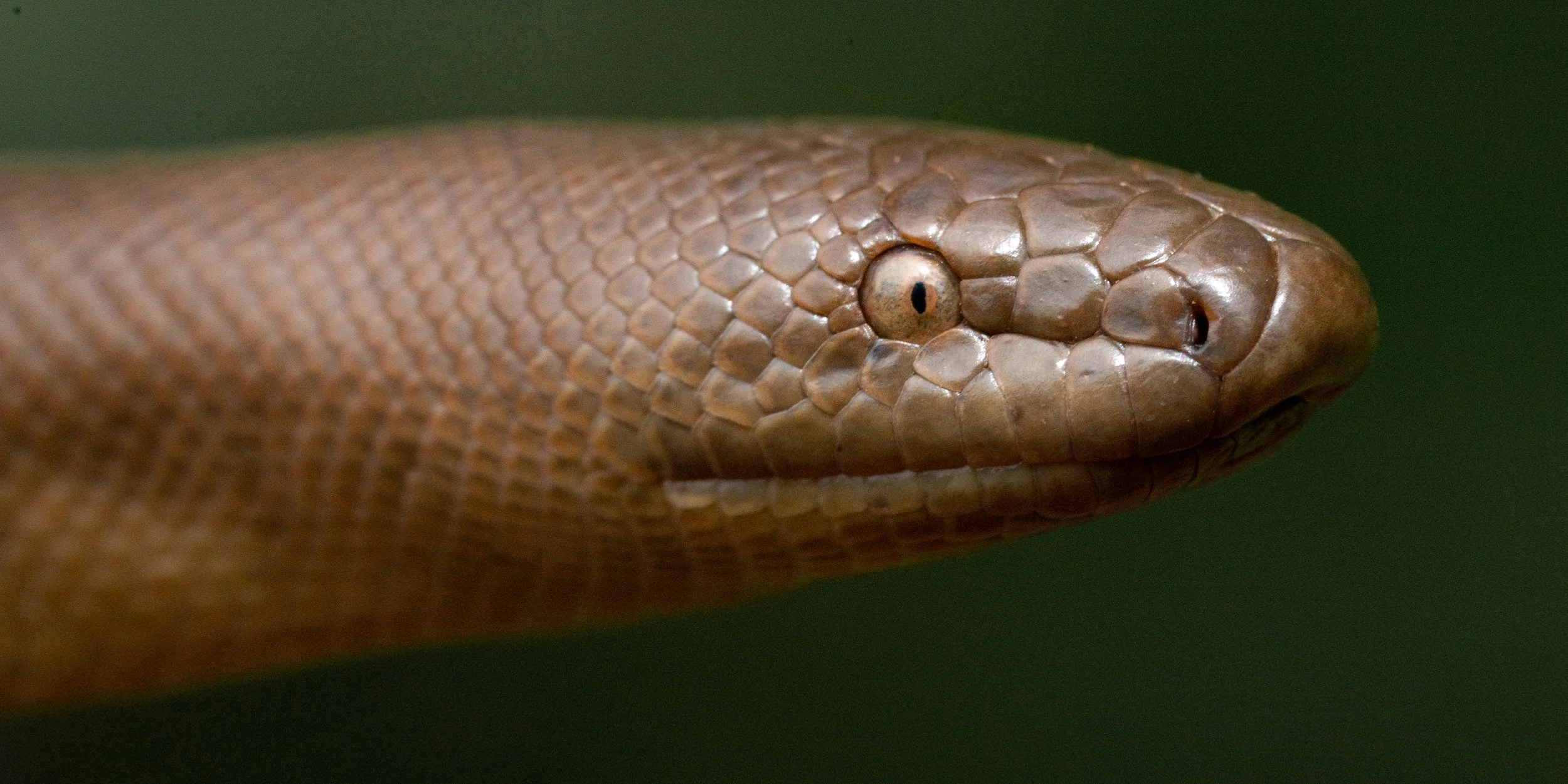 Northern Rubber Boa (Charina bottae) from Benton County, OR. Photo by Clara Oliverson.