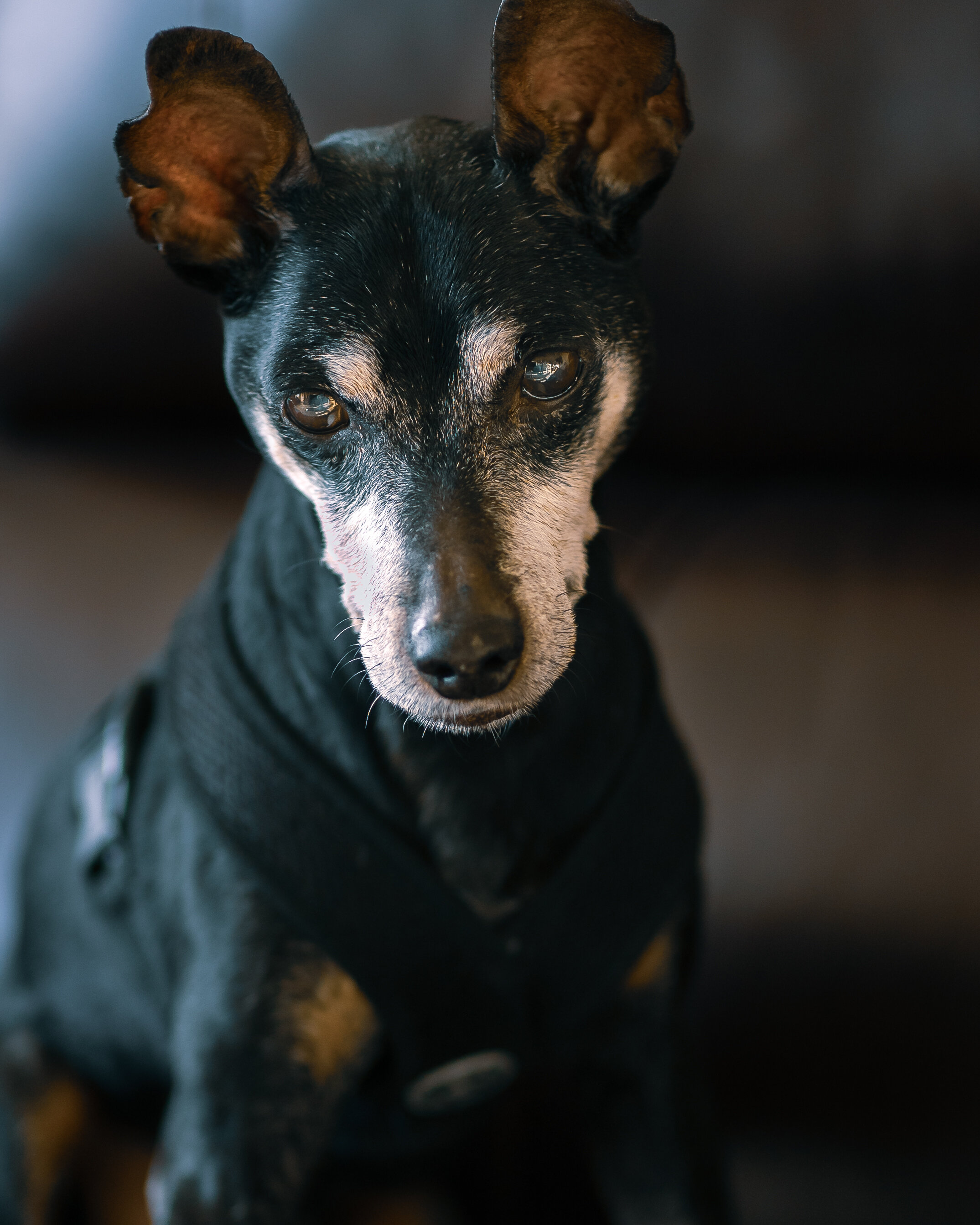 Poem - "My Fallen Soldier"