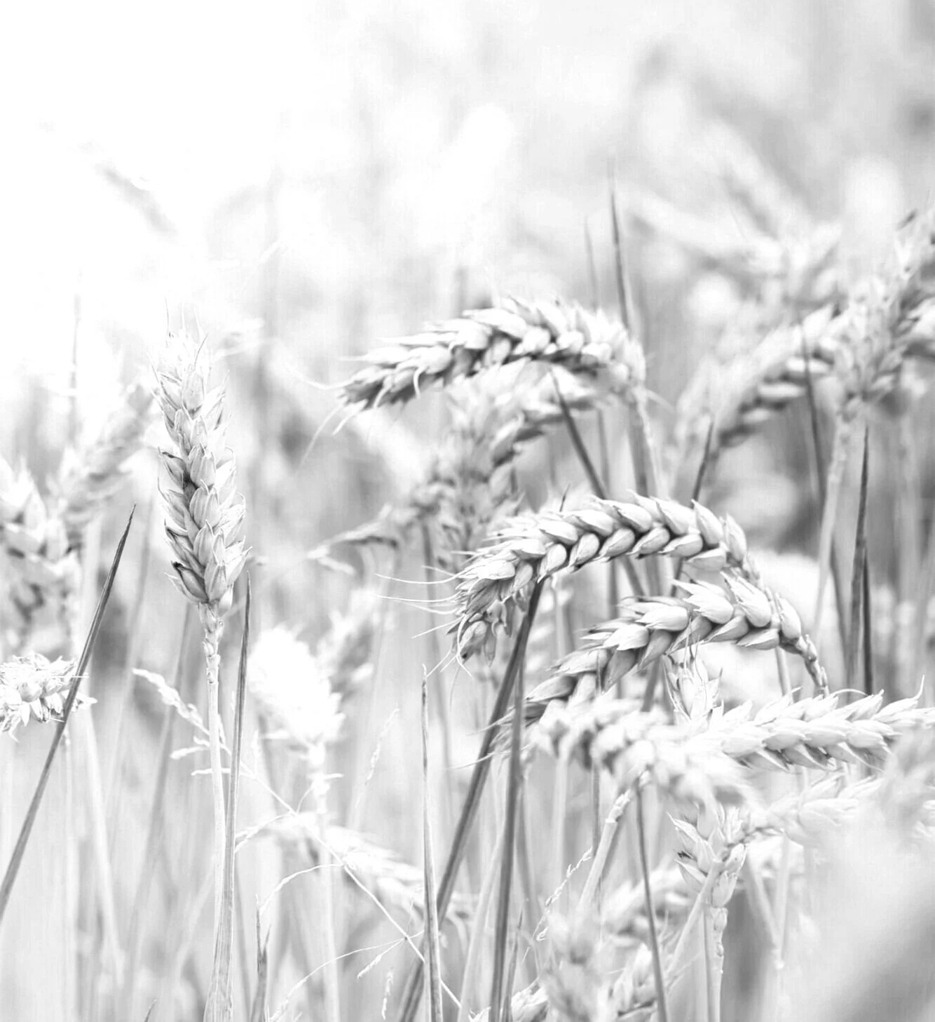 About Us — Kneads • Bakery • Cafe • Mill Westport, CT