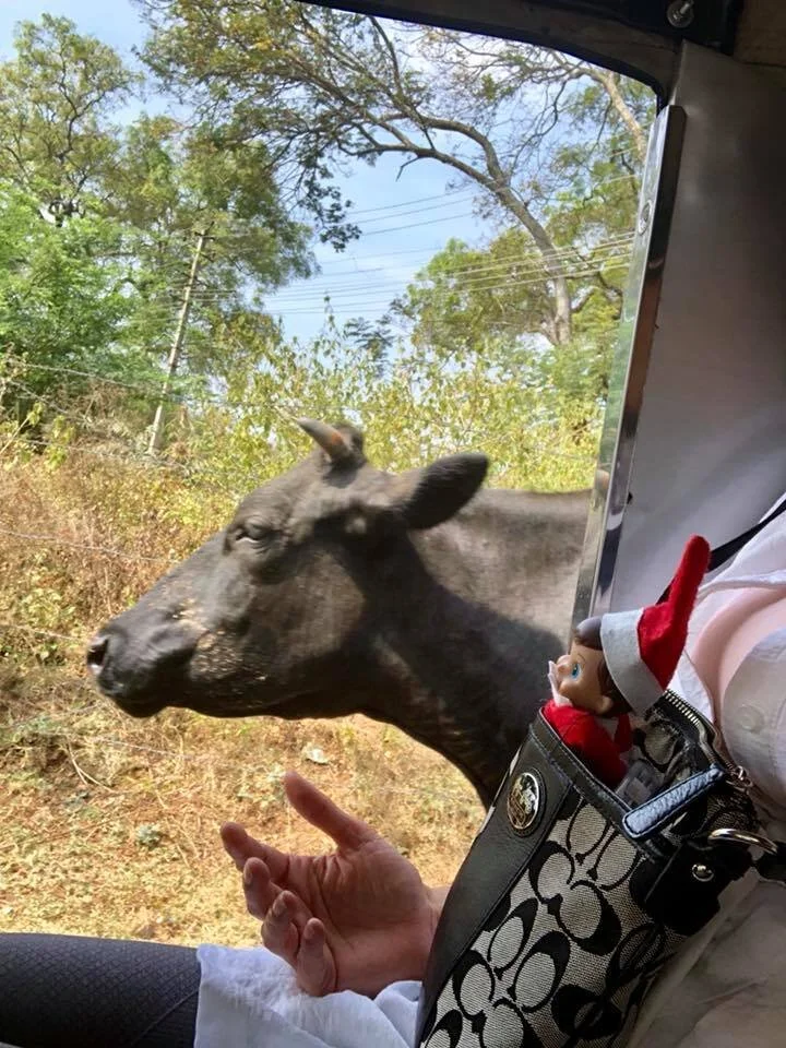 Elfie enjoying an auto rickshaw ride in Mysore, India circa 2018.