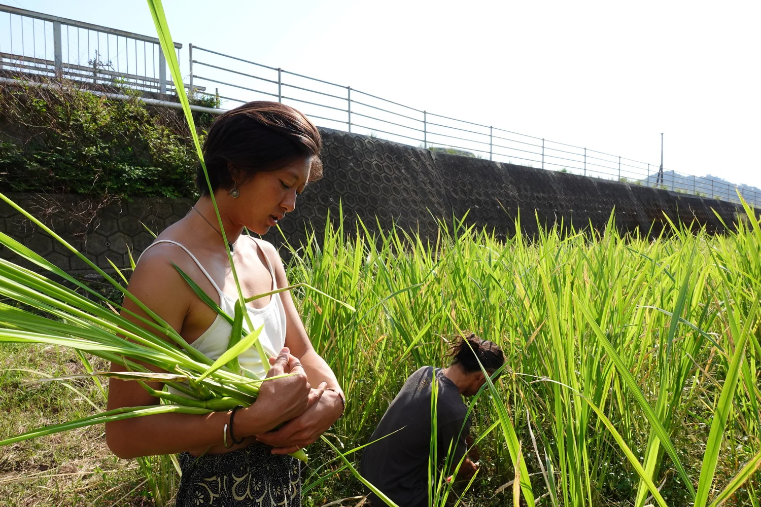Makomo Revolution マコモとは Kimama Cafe
