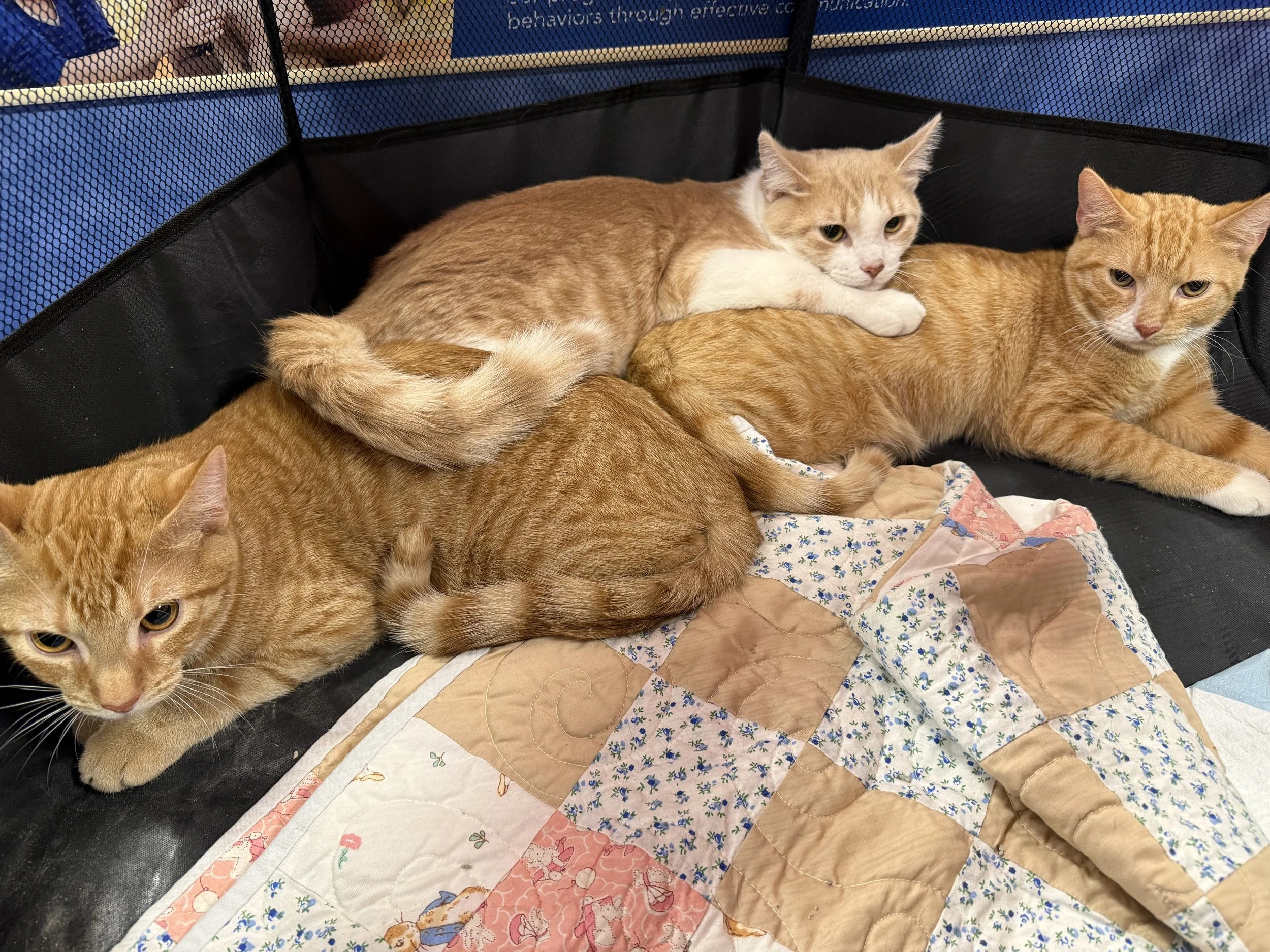 Rick Hendricks, Tony Stewart, &amp; Joe Gibbs