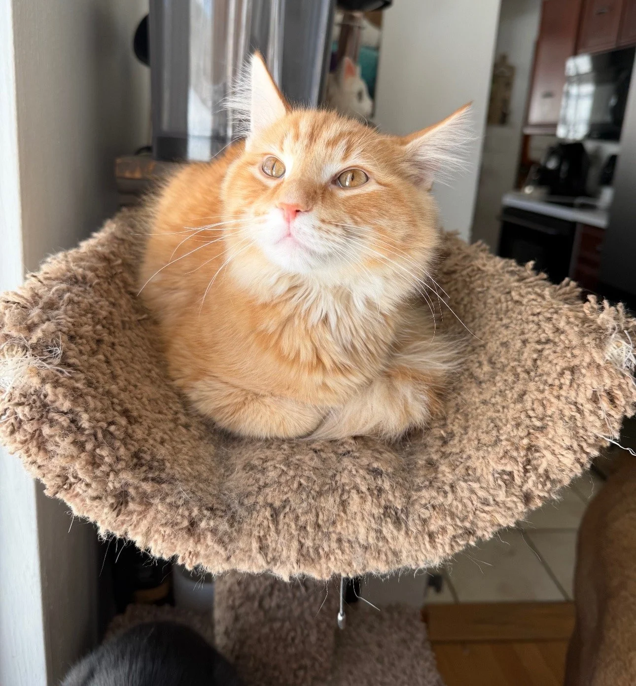 Pepperoni &amp; Cheese