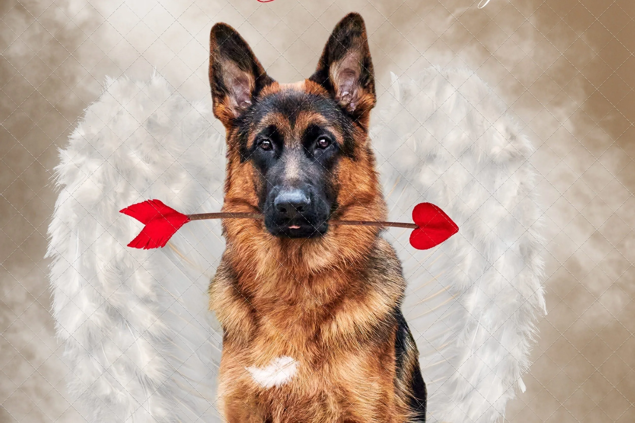 German Shepherd, Photographed by Ares & Emzy Photography, in a Cupid motif.