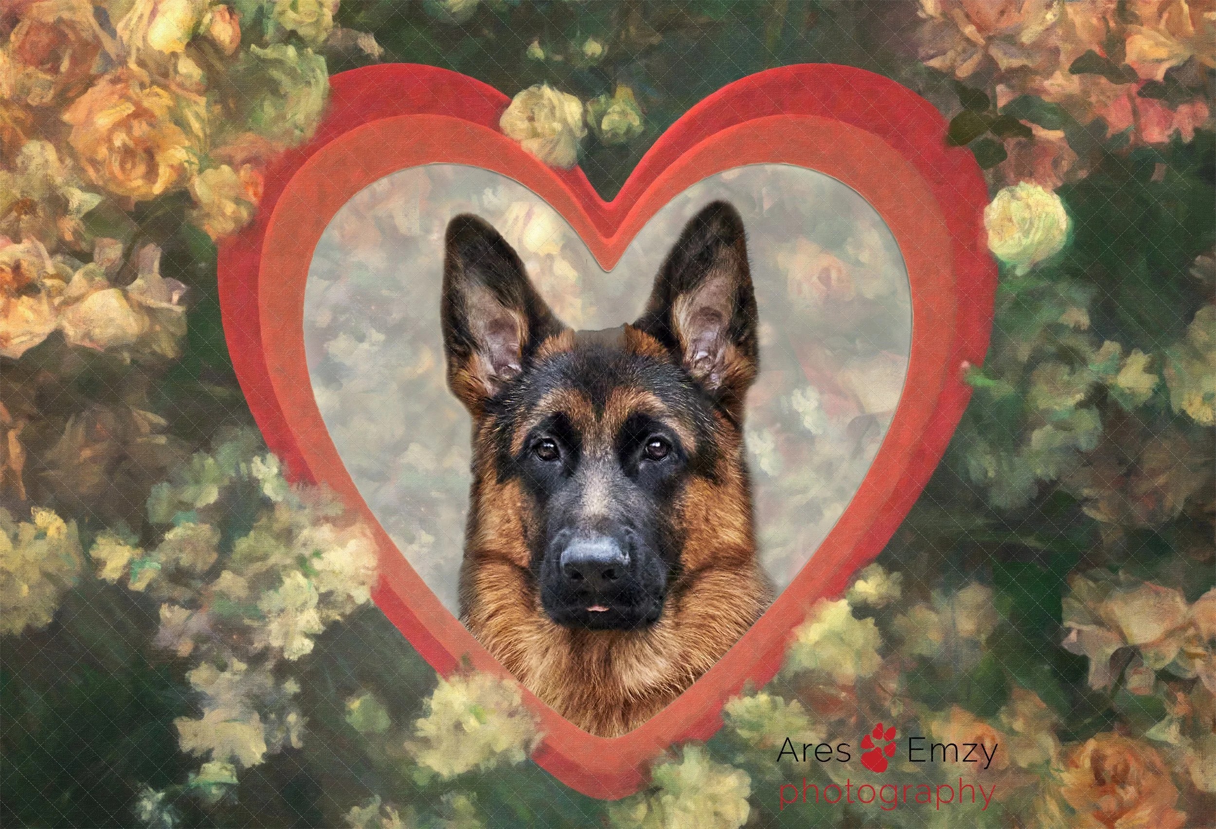 Ares & Emzy photographed a German Shepherd