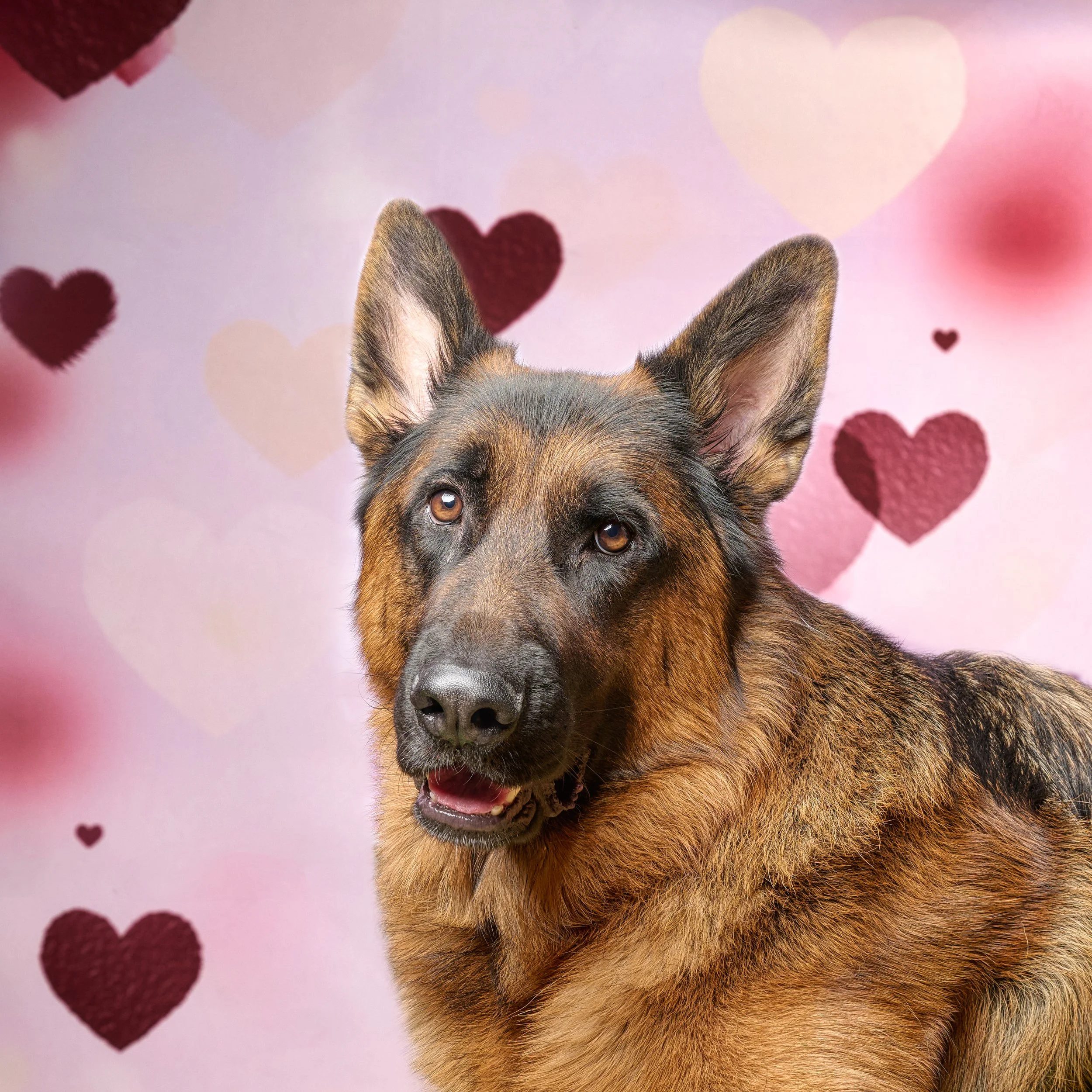 Valentine Pet Portraits with Ares and Emzy Pet photography to benefit the United States War Dogs Association.