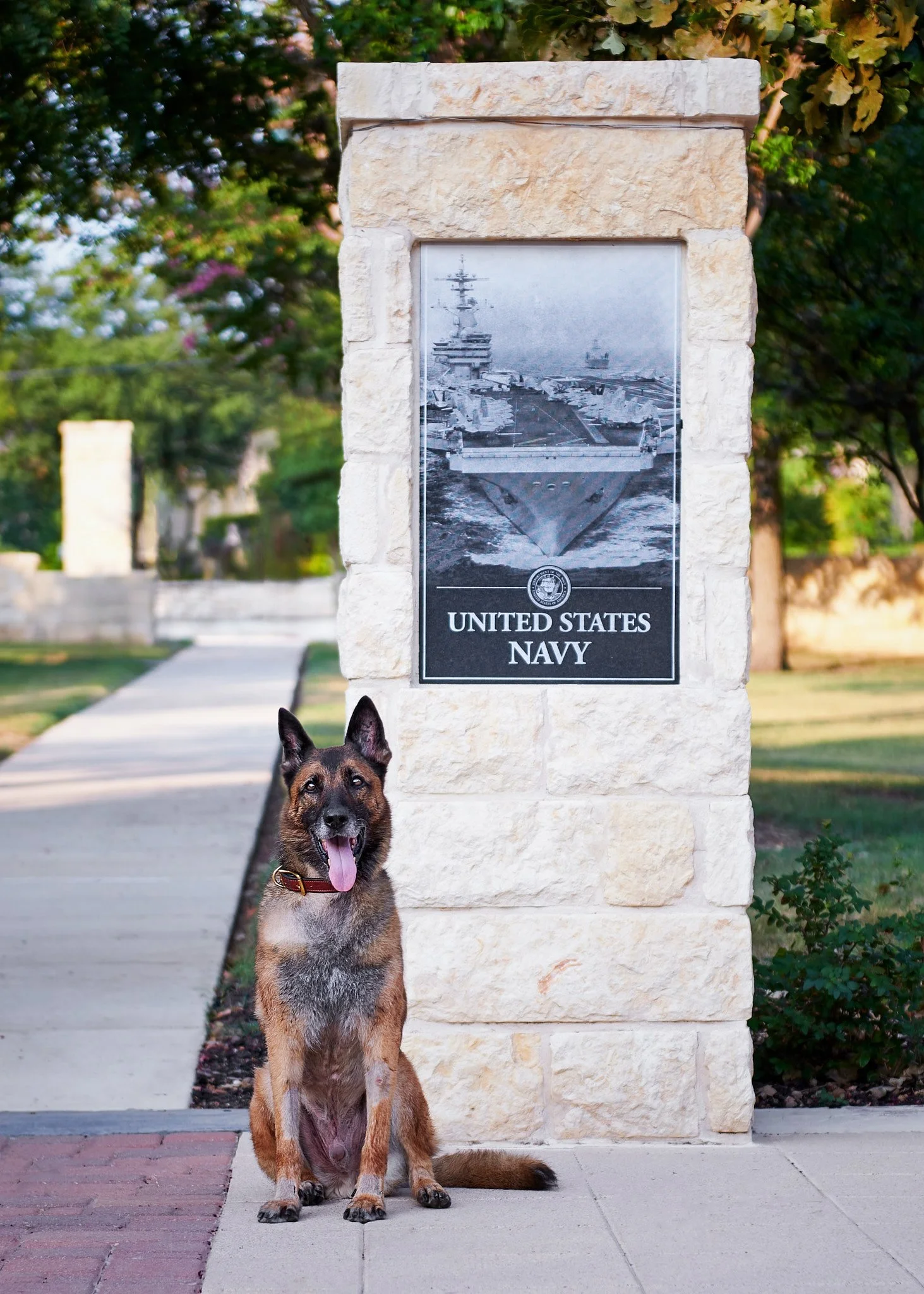 Belgian Malinois, www.cassihartphotograhy.com, Custom pet photography from Austin to San Antonio where pets are family www.cassihartphotograhy.com, Photo by Ares & Emzy Photography, Janet Deltuva