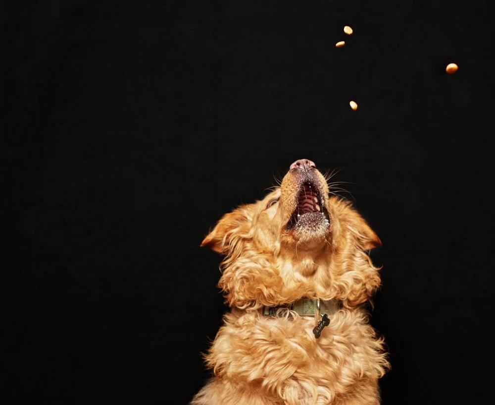 Alamo City Shepherds, Luka, Dog catching kibble photos in San Antonio, Award Winning Photographer, Janet Deltuva, San Antonio Pet Photographer/artist, dog photographer, Cat photographer, pet photography