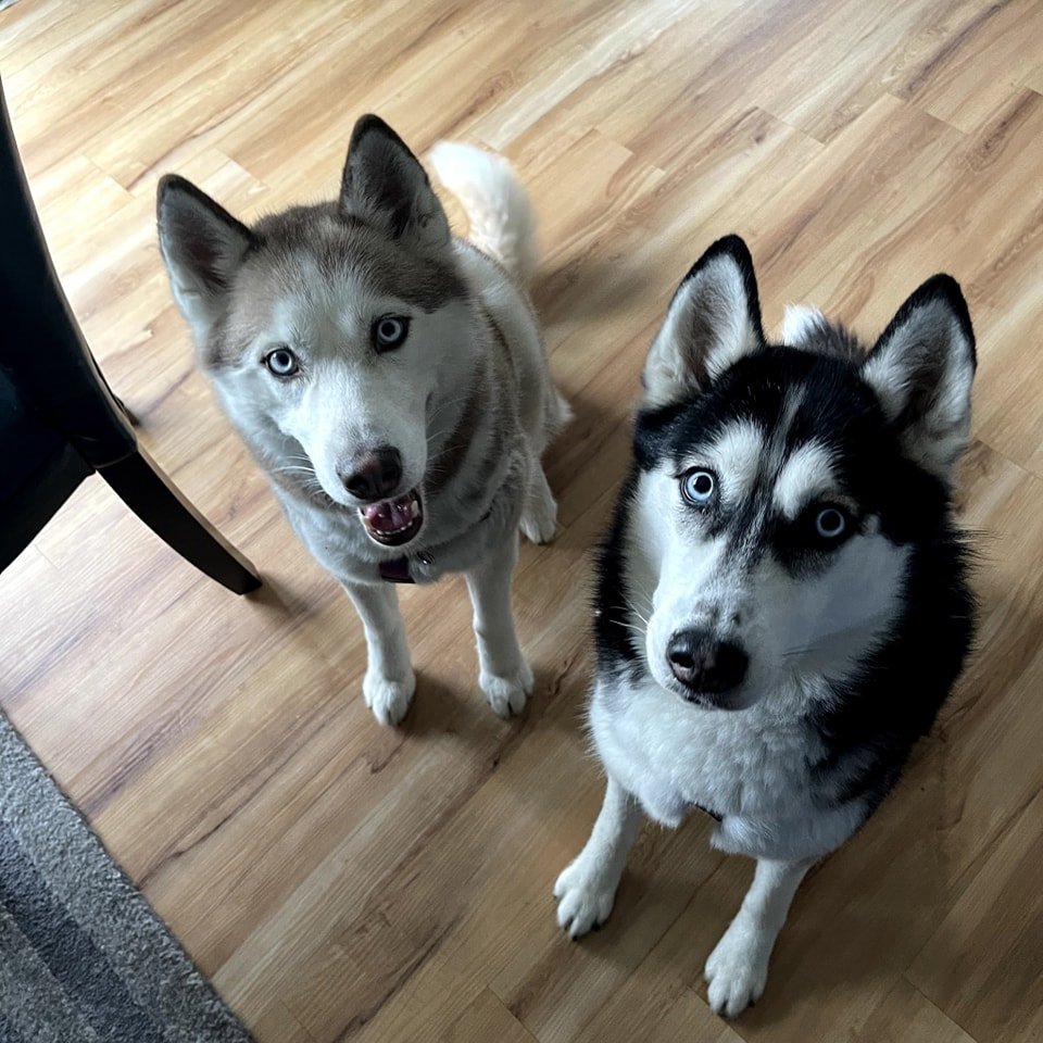 The Story of Two Canine Companions