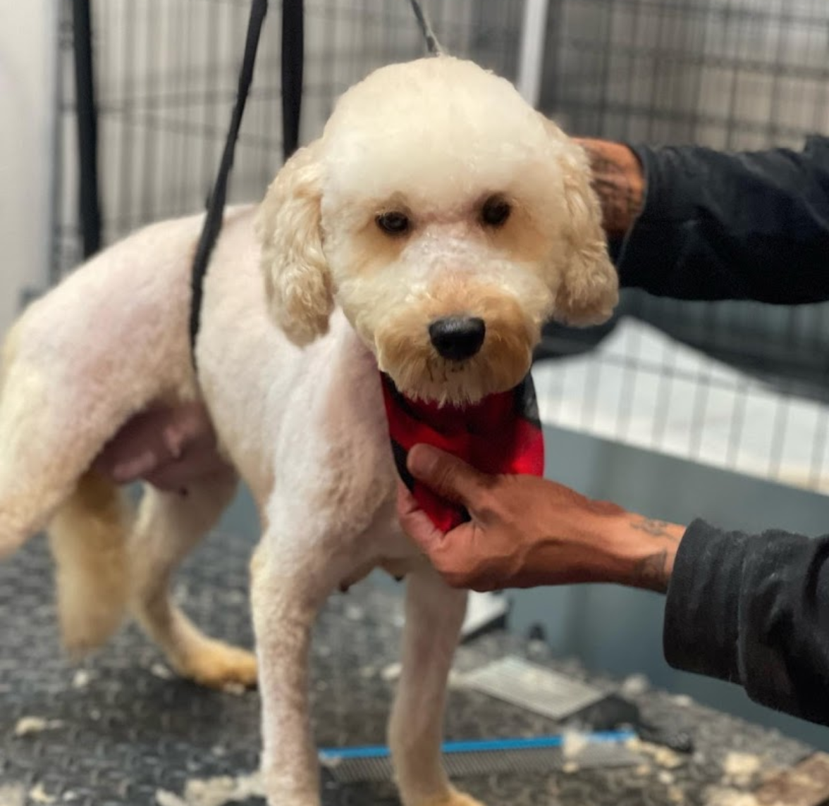 Screen Shot 2022-11-30 at 9.32.08 AM.png