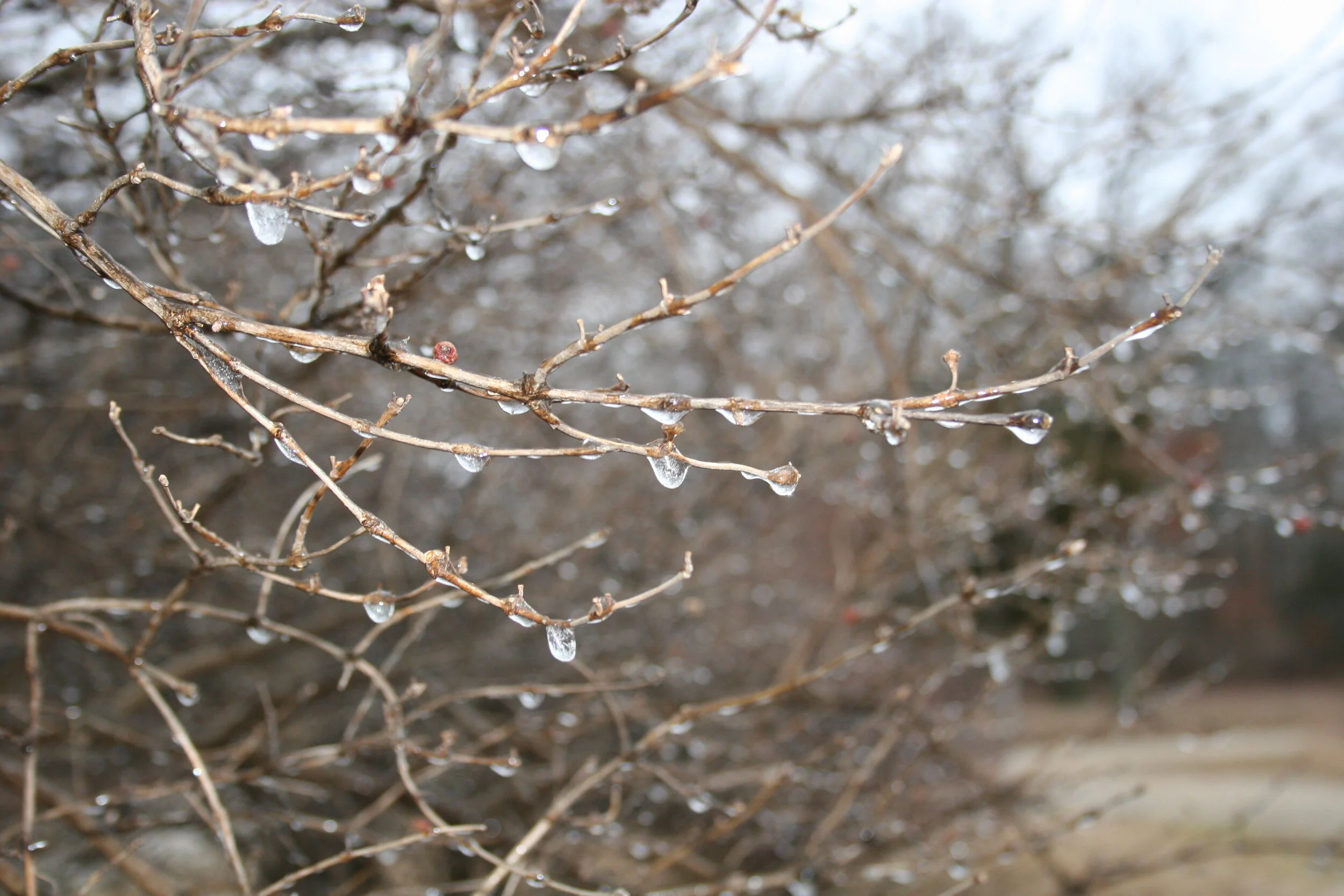 IMG_5658.JPG