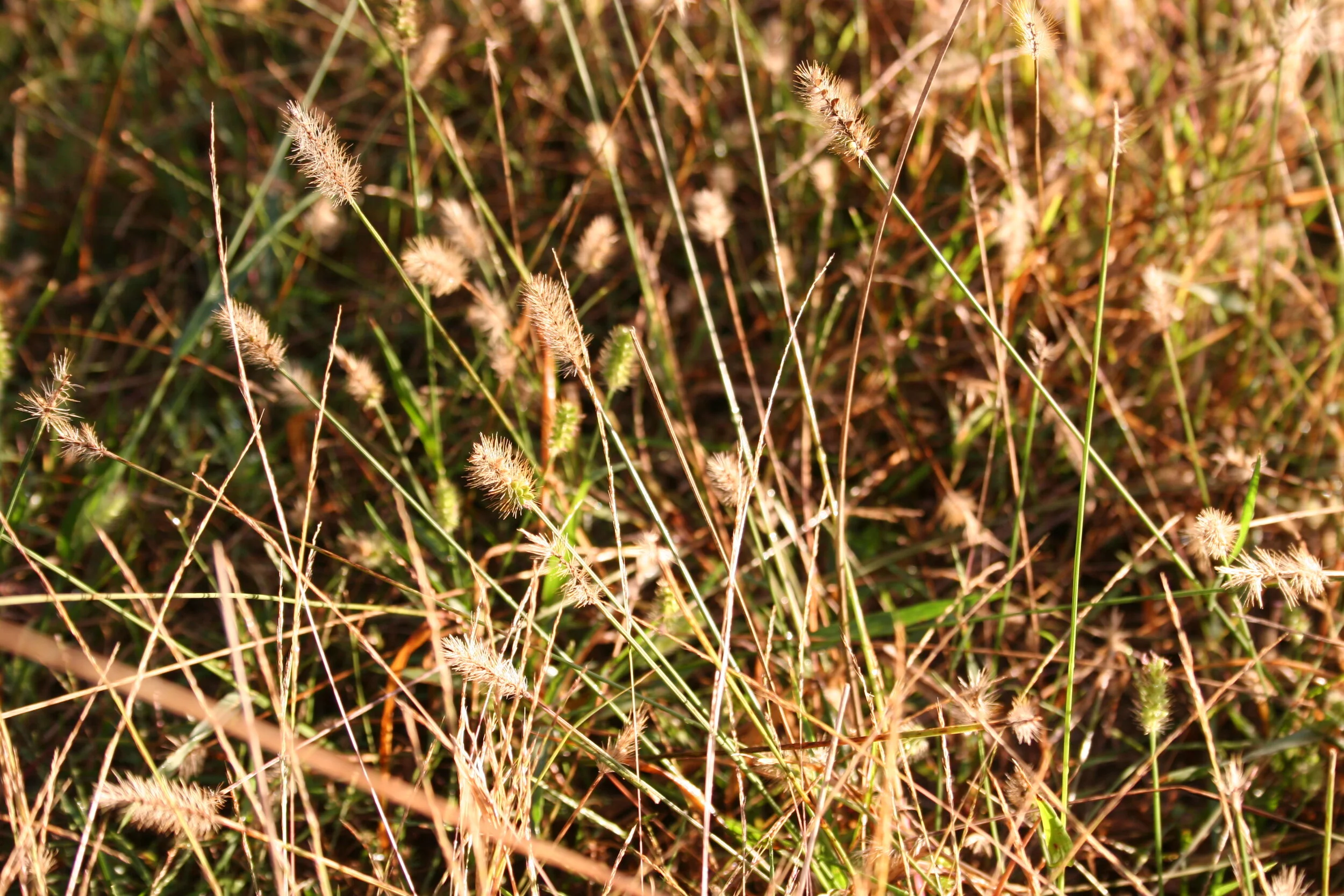IMG_6104.JPG