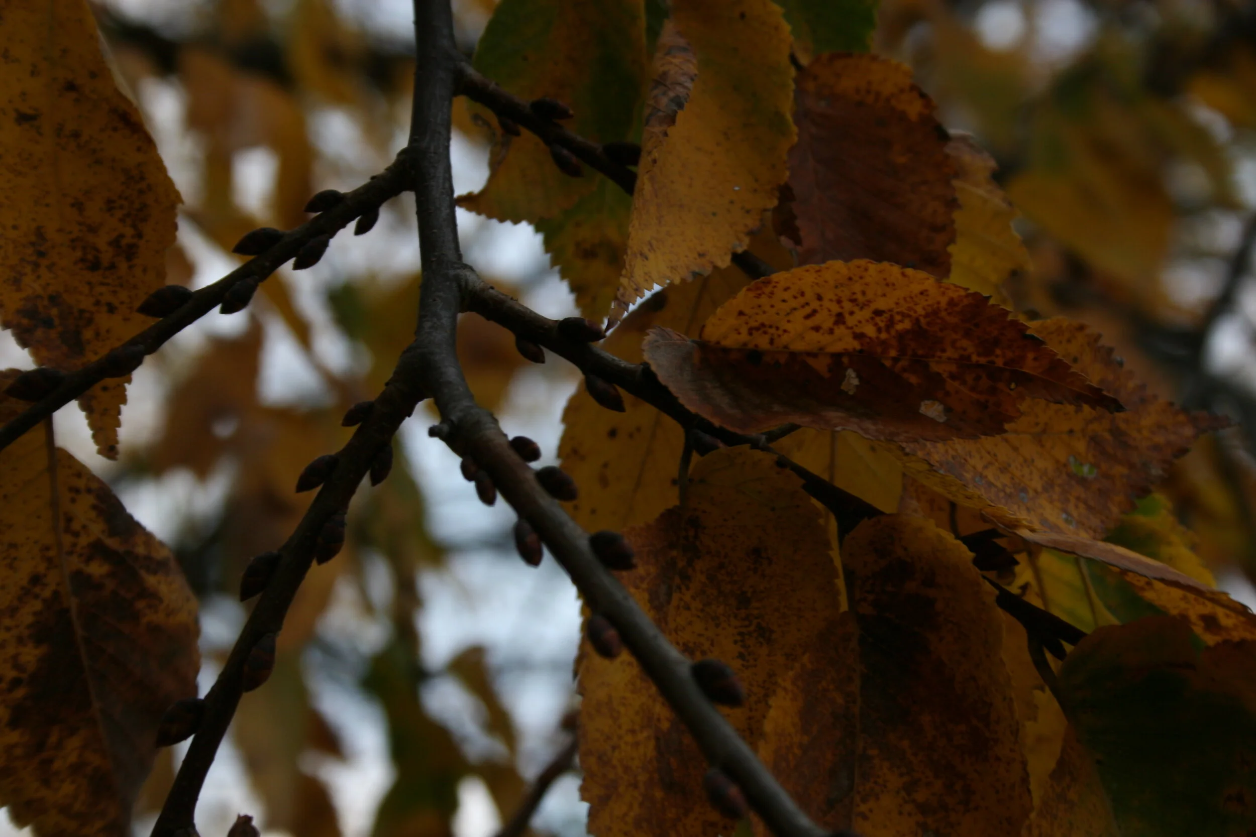 IMG_6179.JPG