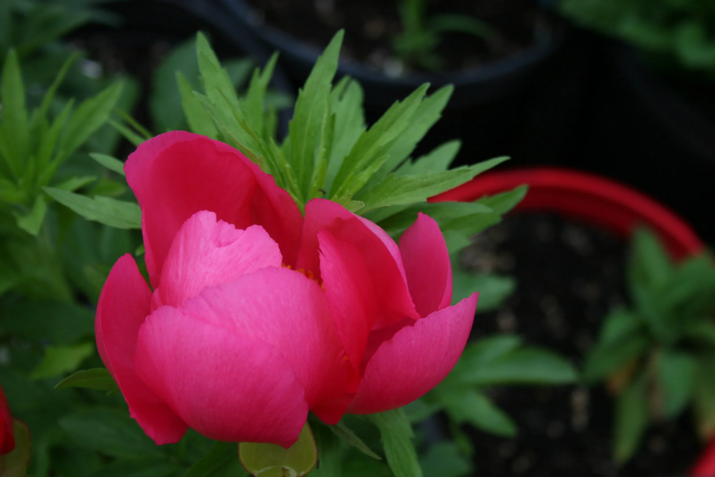 IMG_7301.JPG